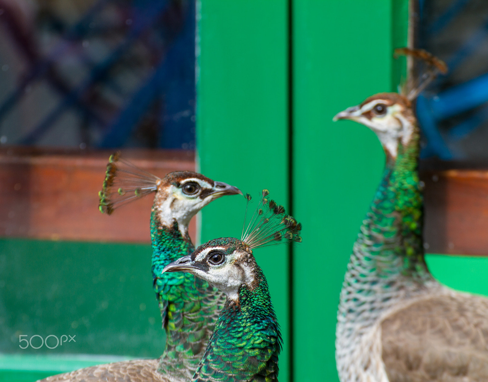 Canon EOS 7D + Tamron SP 35mm F1.8 Di VC USD sample photo. Trio of peacocks photography