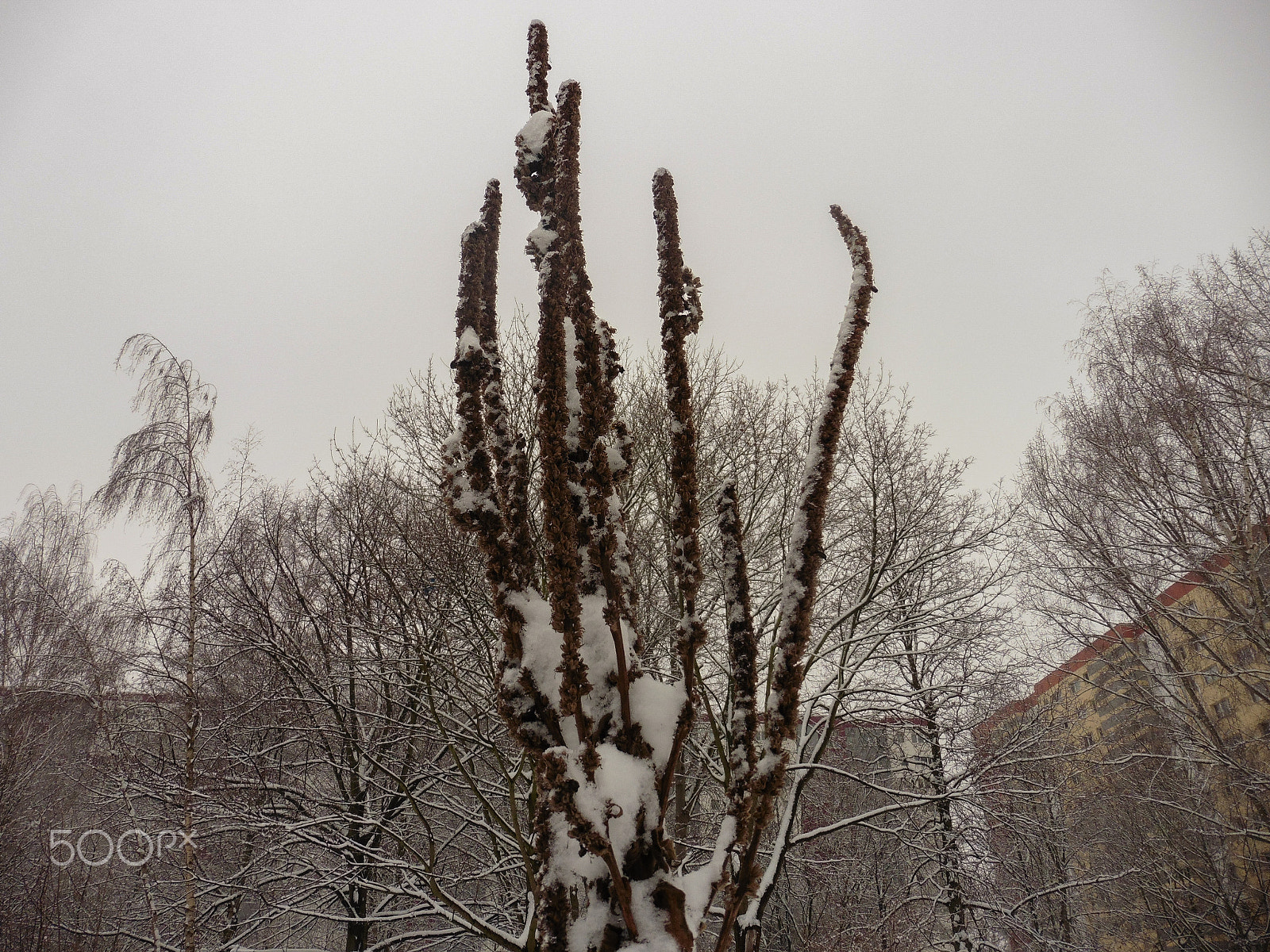 Panasonic DMC-TZ56 sample photo. Urban garden in winter's sleep photography