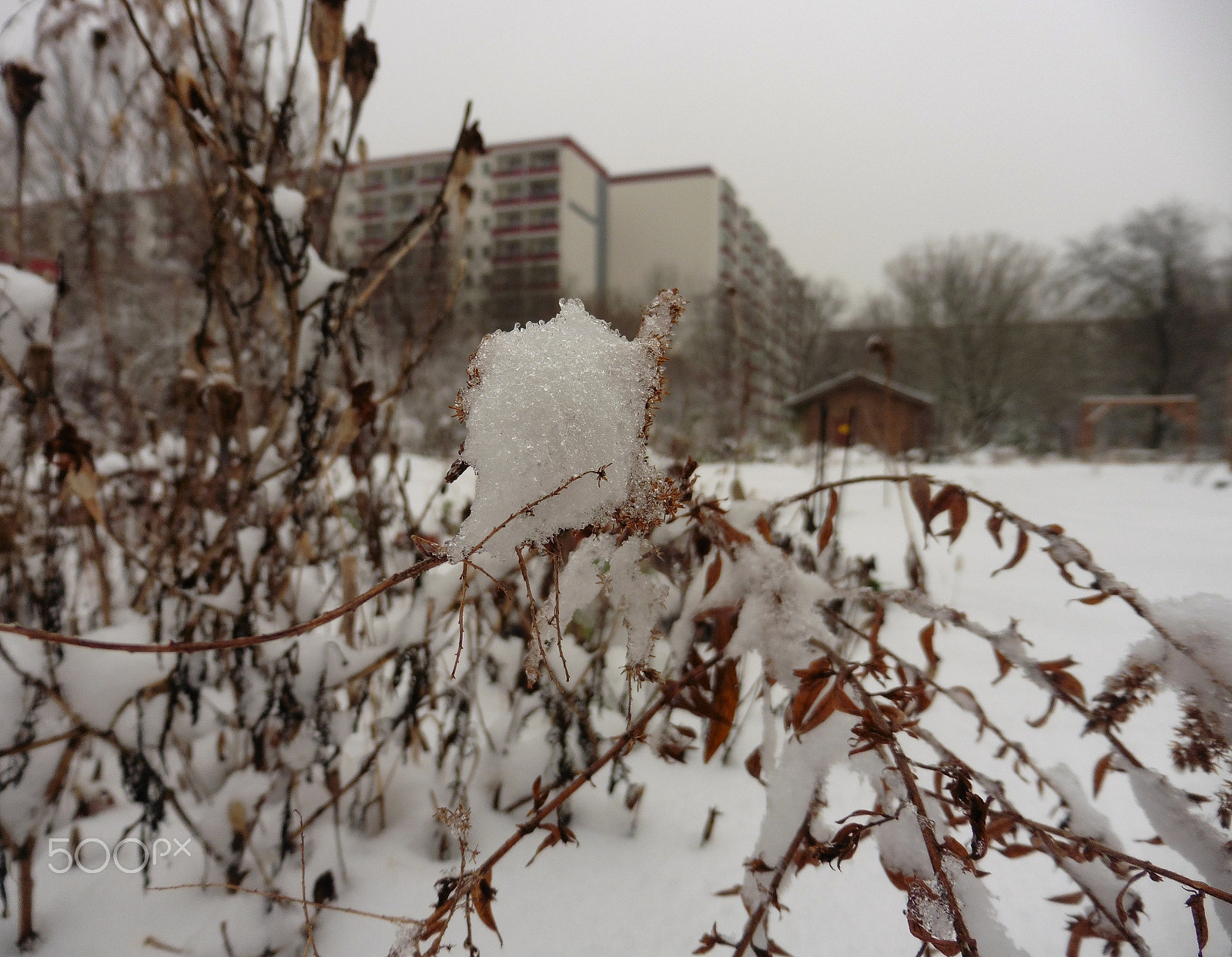 Panasonic DMC-TZ56 sample photo. Urban garden in winter's sleep photography