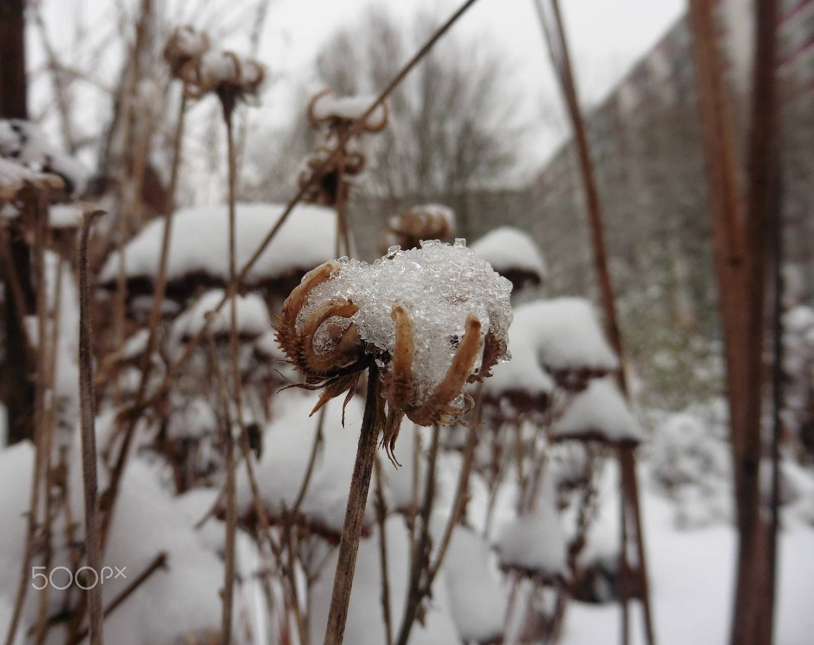 Panasonic DMC-TZ56 sample photo. Urban garden in winter's sleep photography