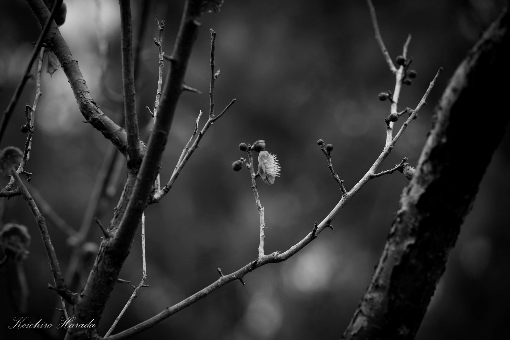 Fujifilm X-Pro2 + Fujifilm XF 50-140mm F2.8 R LM OIS WR sample photo. 梅の花 photography