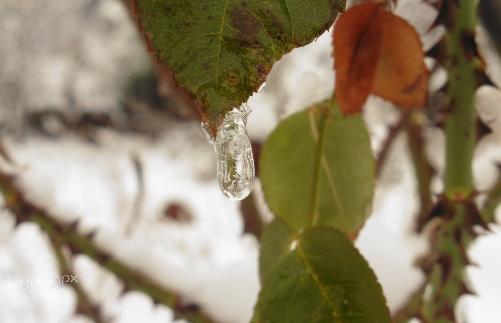 Panasonic DMC-TZ56 sample photo. Urban garden in winter's sleep photography