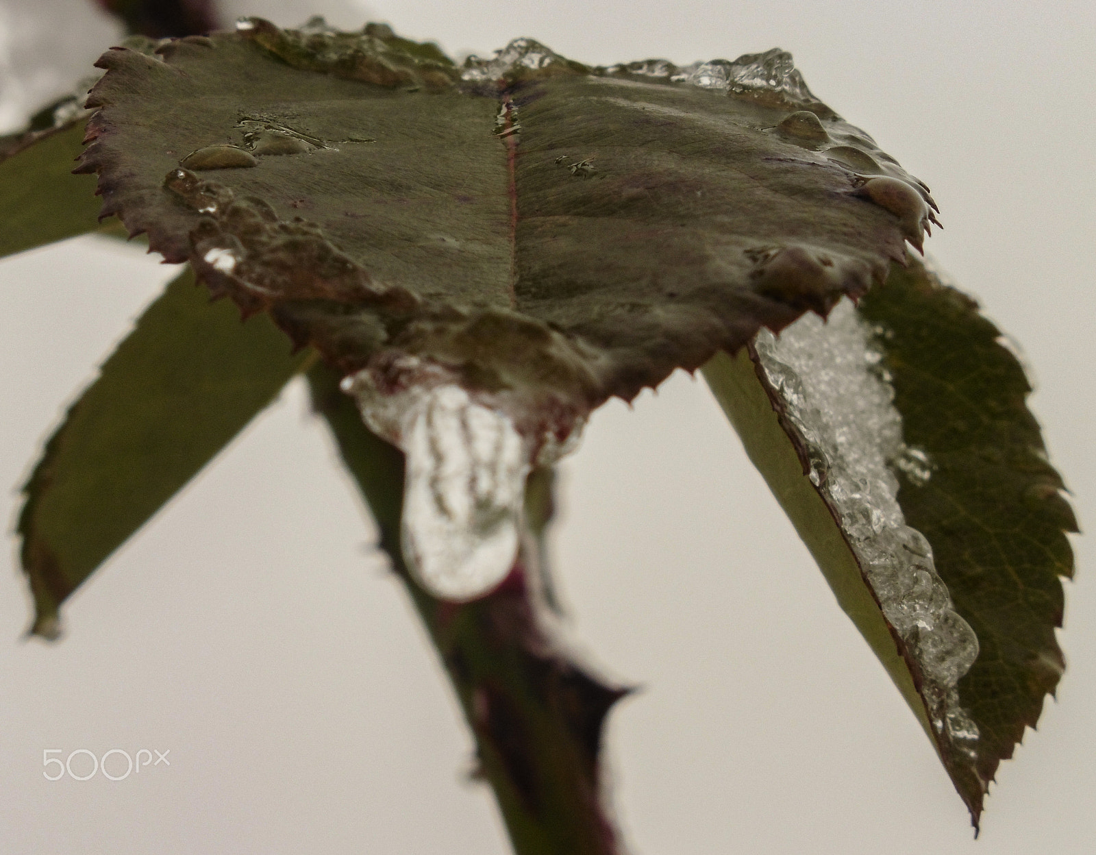 Panasonic DMC-TZ56 sample photo. Urban garden in winter's sleep photography