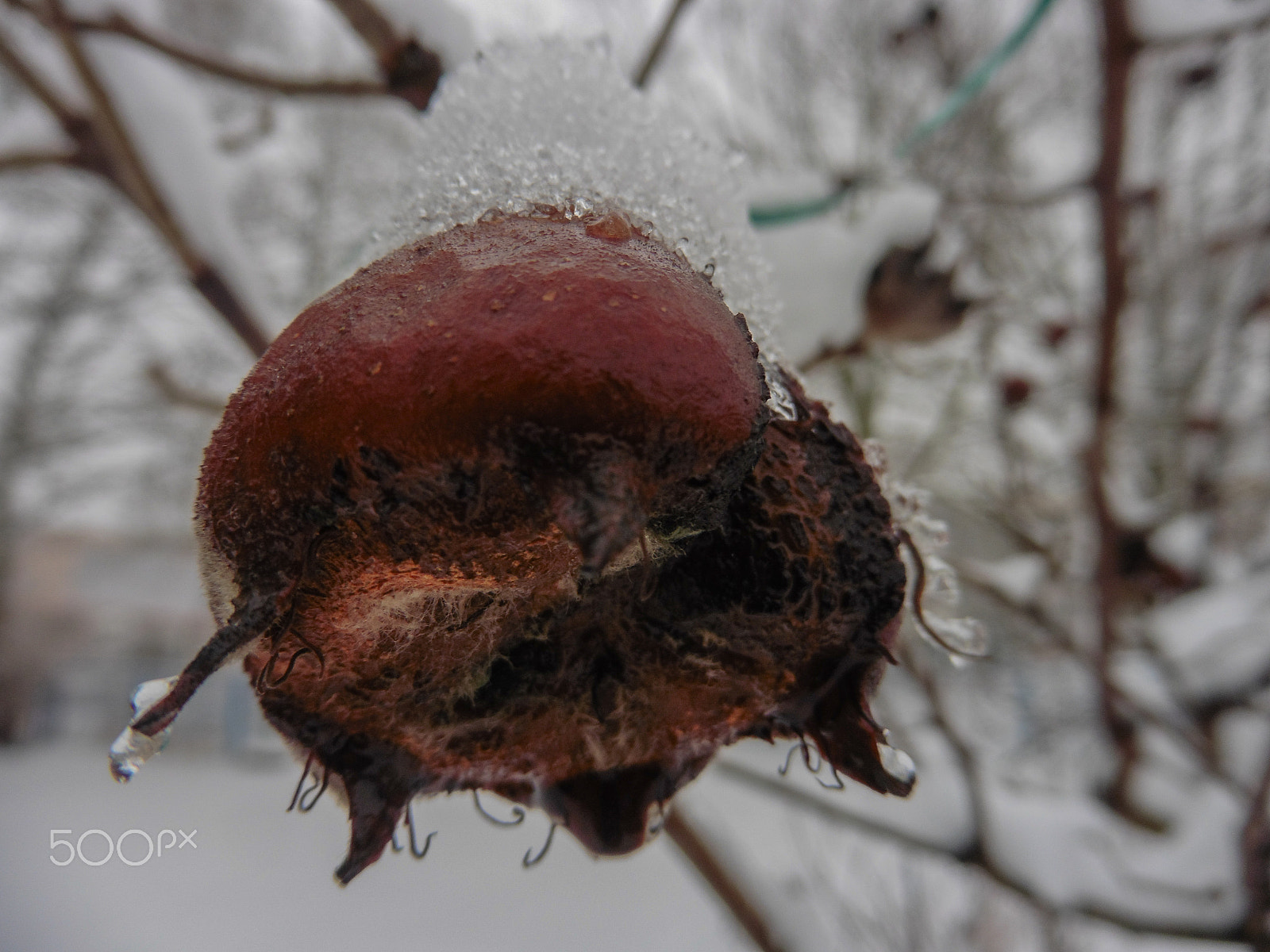 Panasonic DMC-TZ56 sample photo. Urban garden in winter's sleep photography