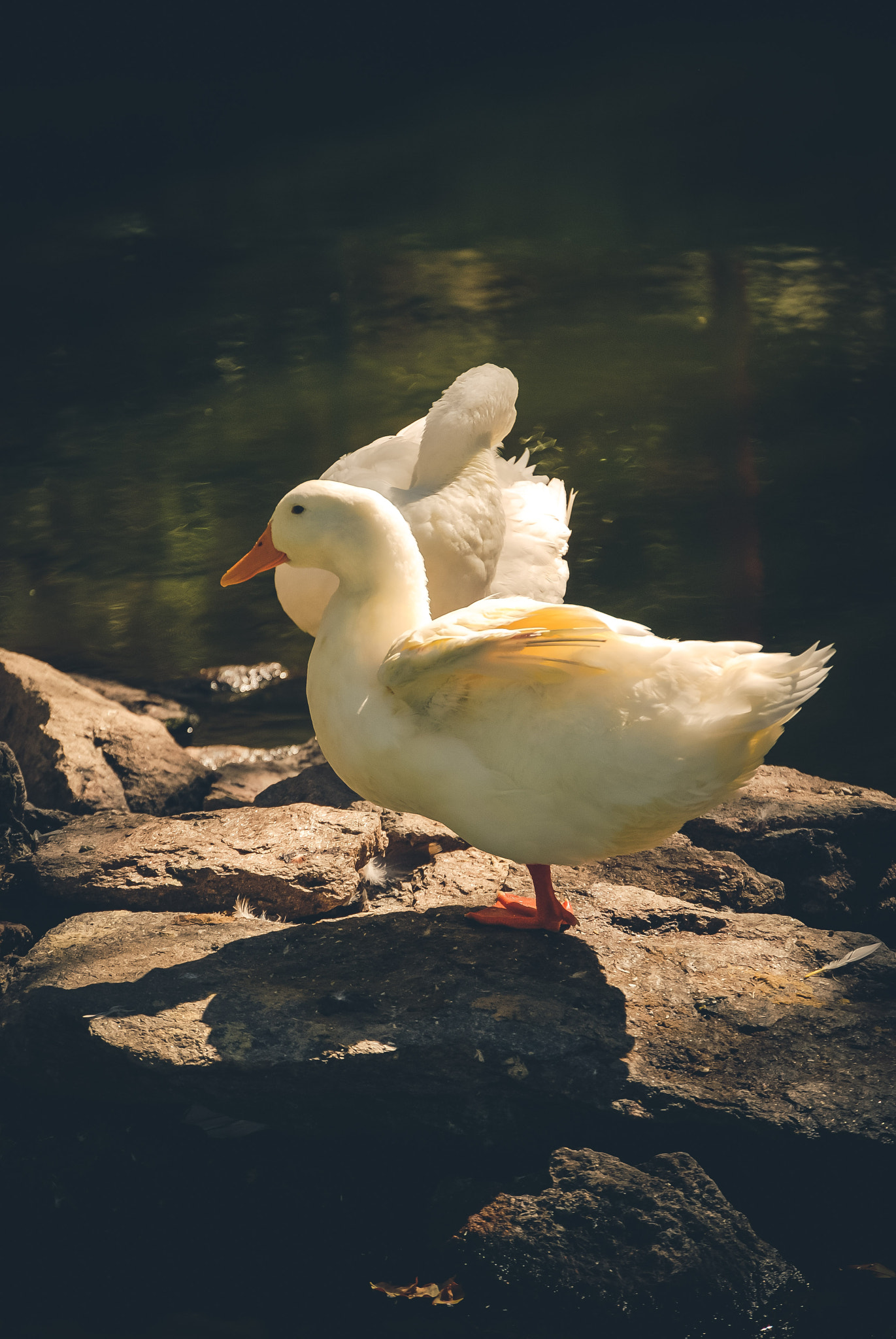 Nikon D80 sample photo. Duck photography