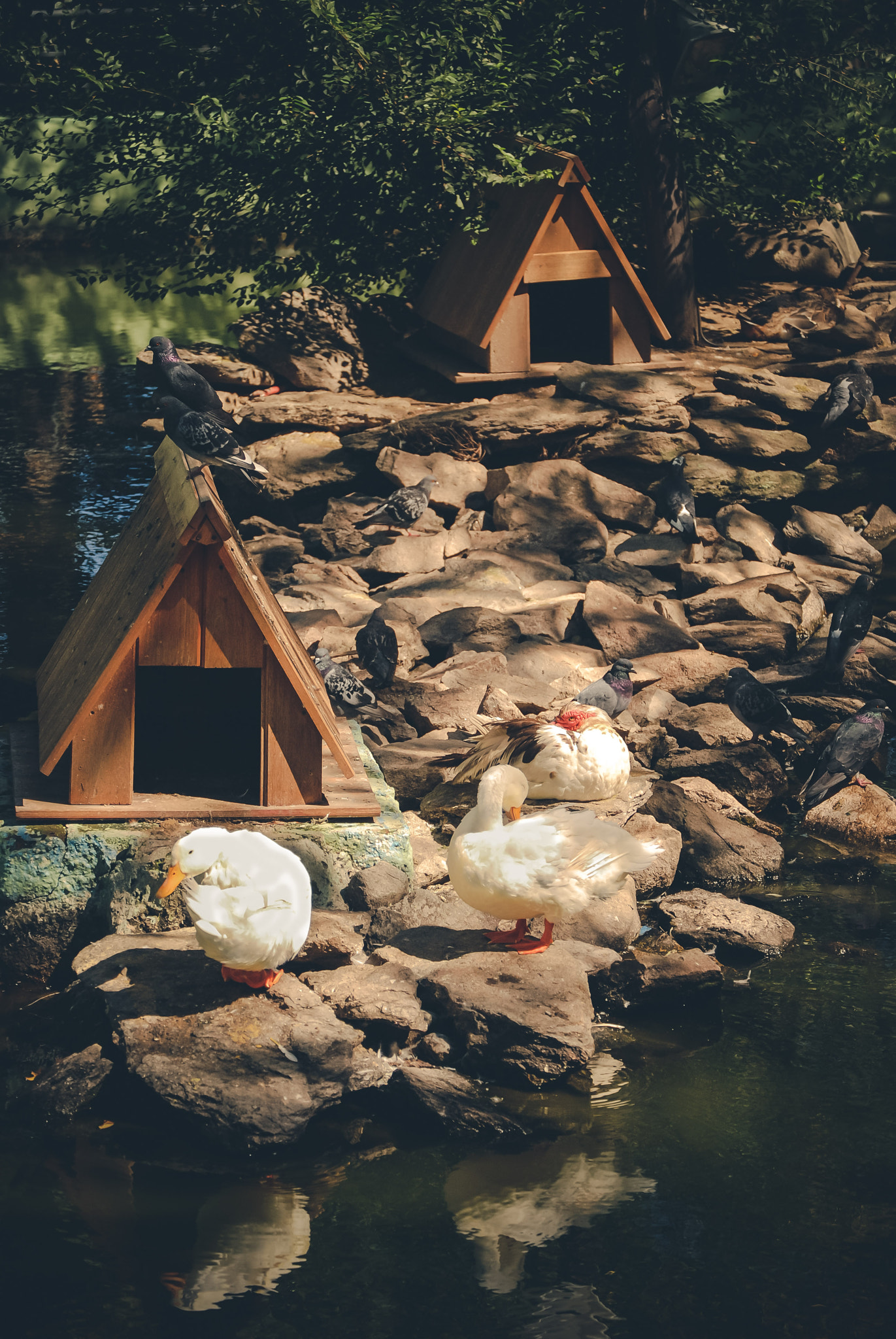 Nikon D80 sample photo. Duck's house photography