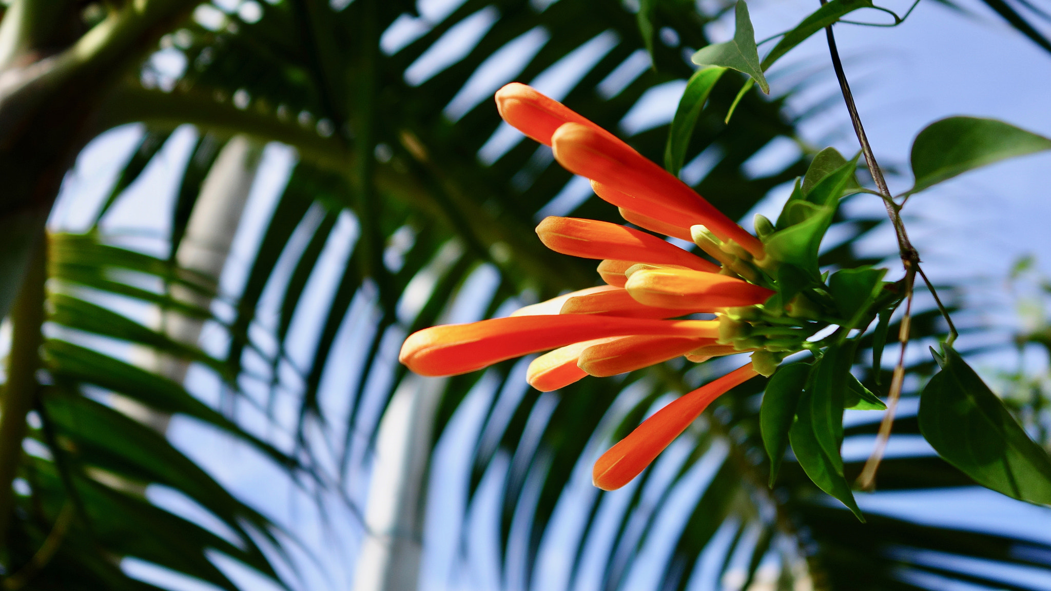 Sony 28-100mm F1.8-4.9 sample photo. Orange beauty photography
