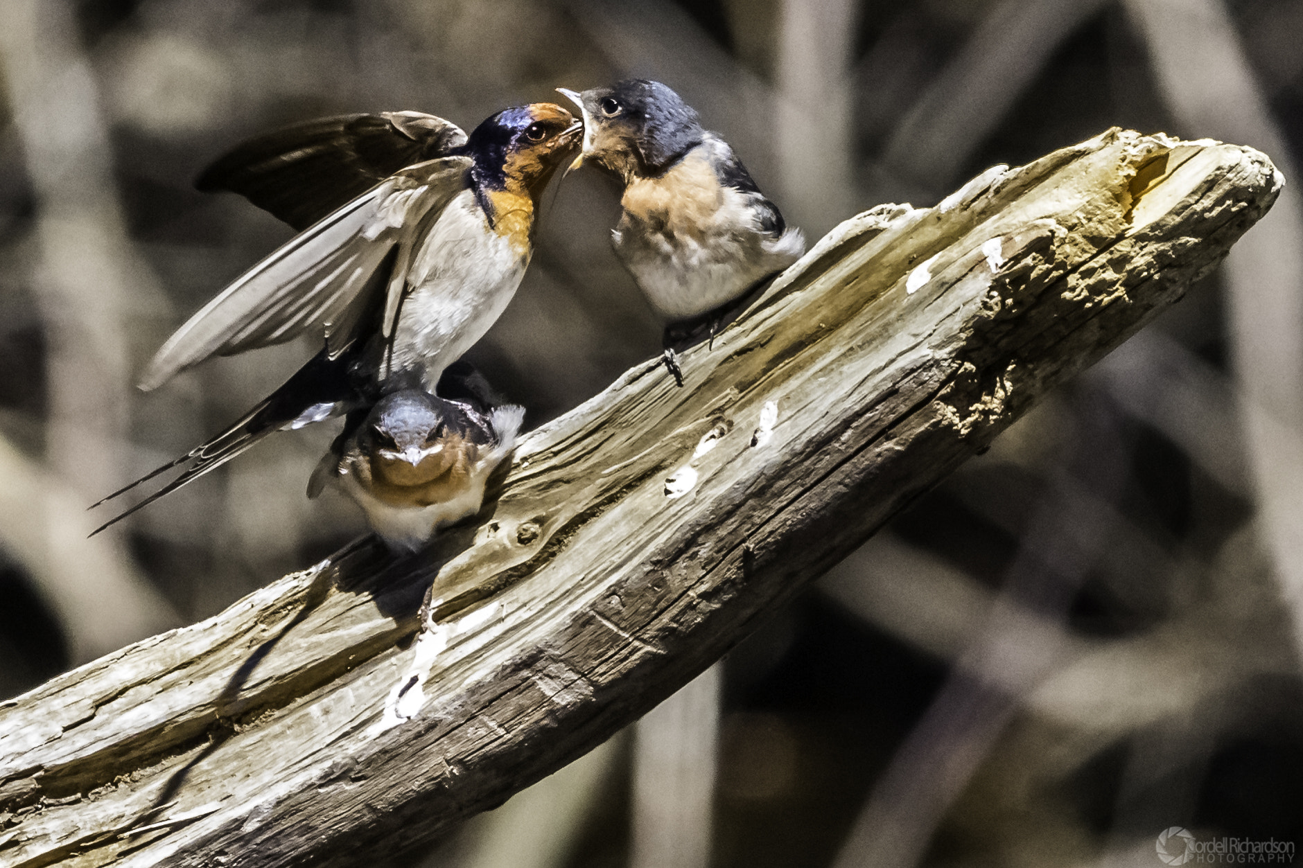 Canon EOS 7D Mark II + Canon EF 300mm F2.8L IS USM sample photo. Feed me photography