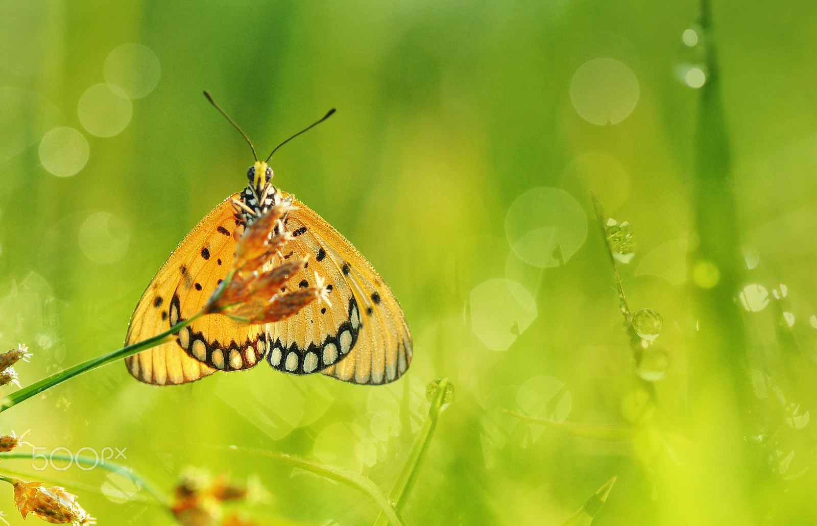 Nikon D5000 sample photo. Enjoy morning photography
