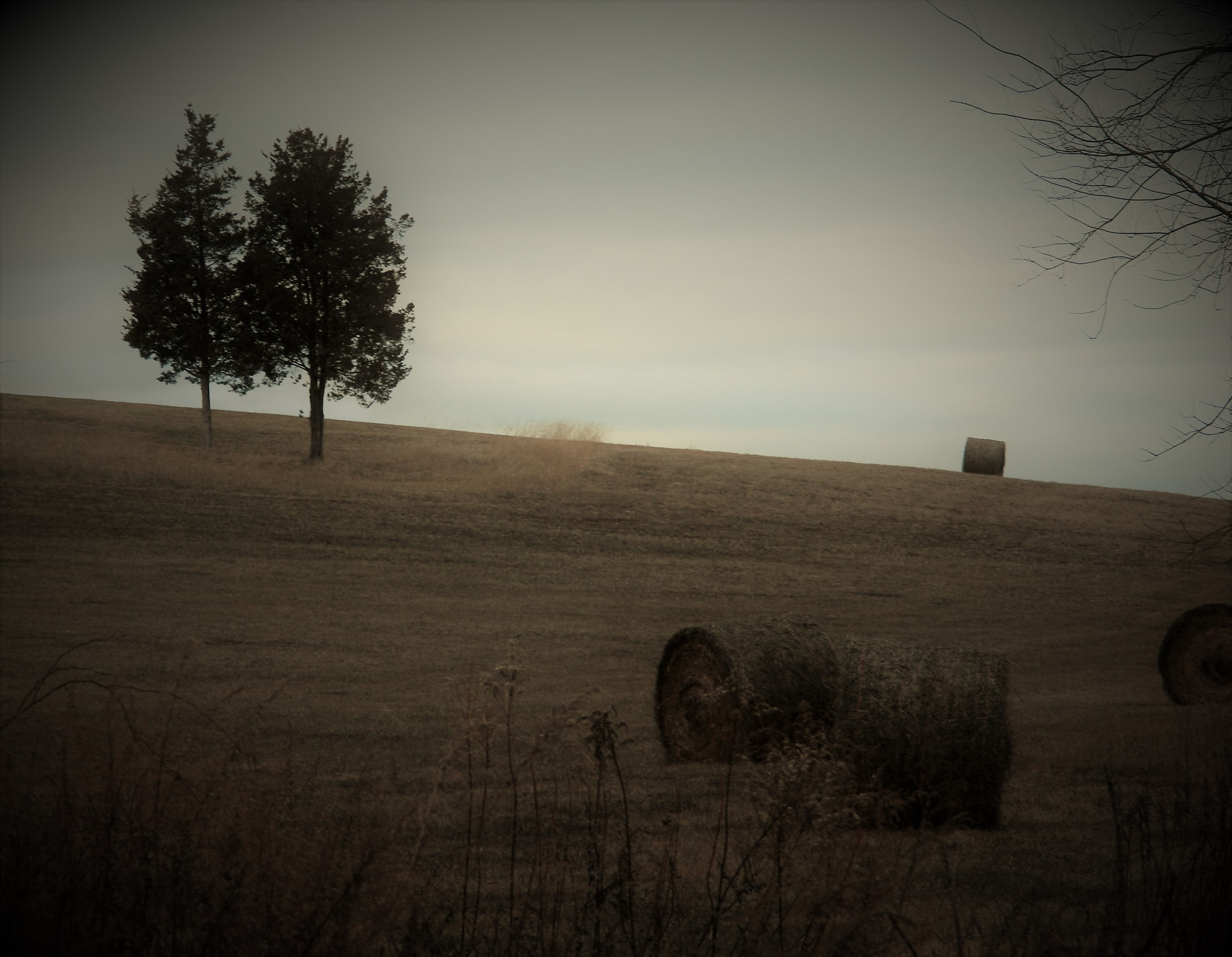 Nikon D200 sample photo. Field with hay bales and 2 trees photography