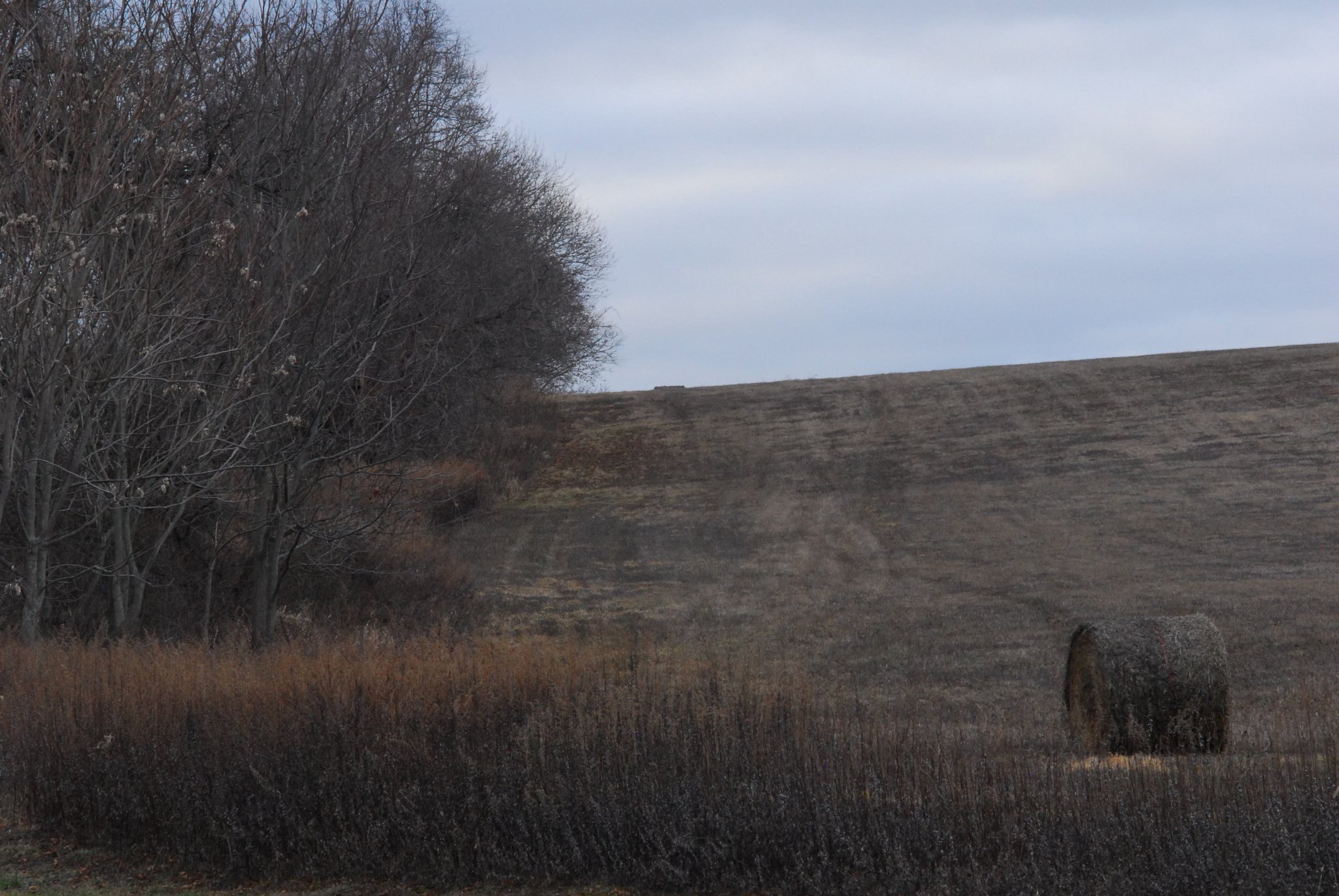 Manual Lens No CPU sample photo. Treeline photography