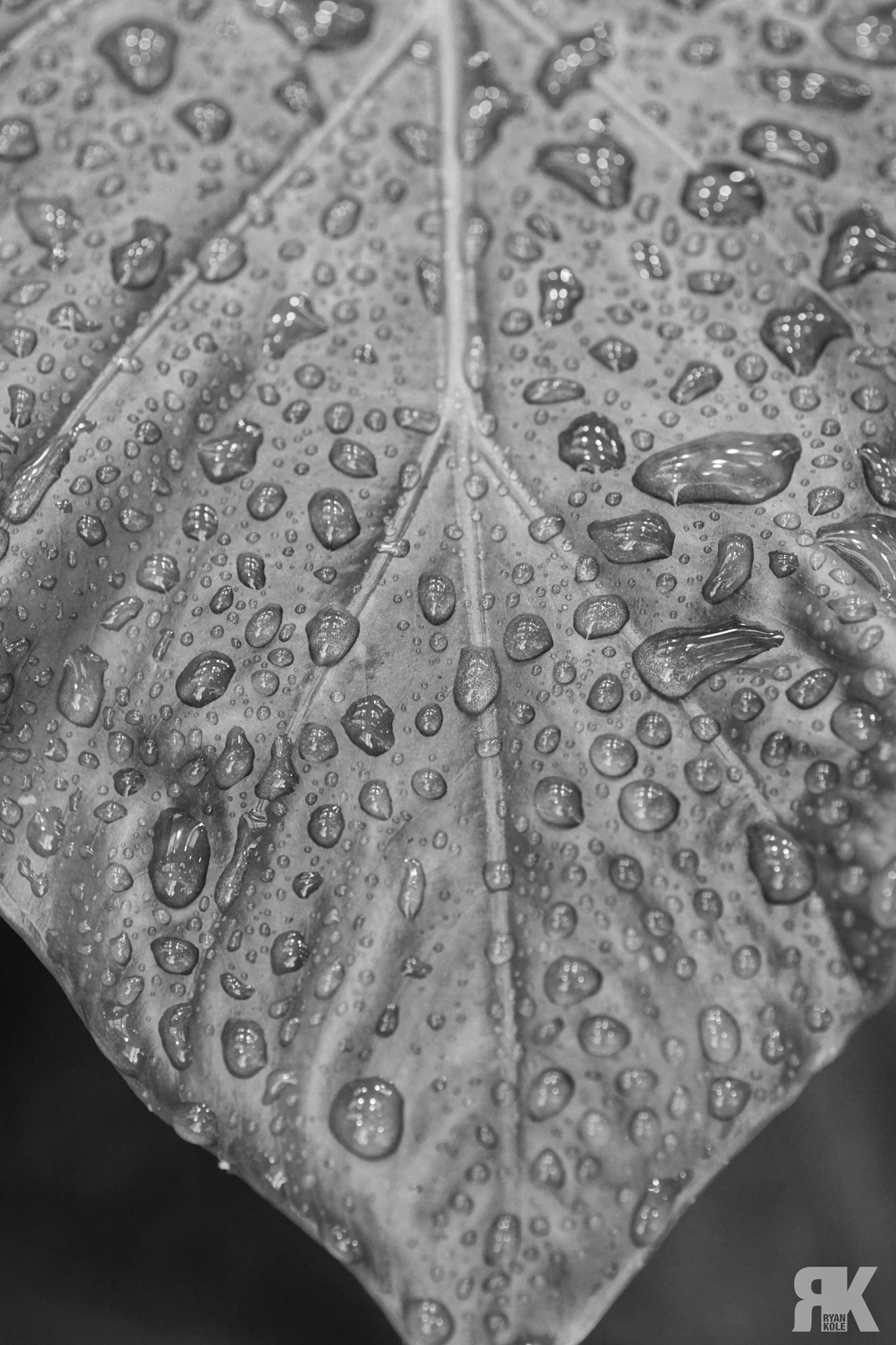 Sony ILCA-77M2 + Tamron SP AF 90mm F2.8 Di Macro sample photo. Water drops photography