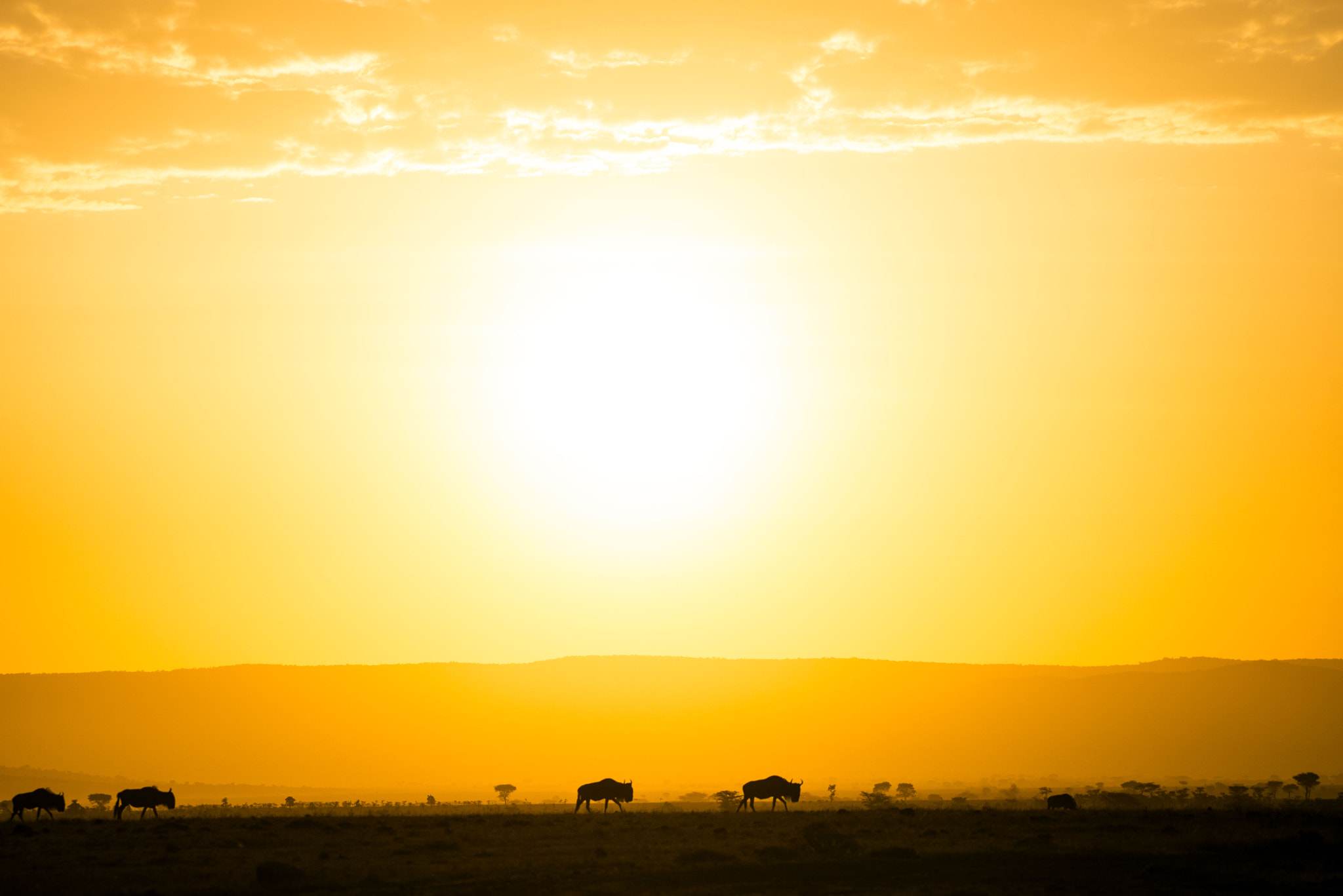 Nikon AF-S Nikkor 200-500mm F5.6E ED VR sample photo. Amazing sunrise in the masai mara photography