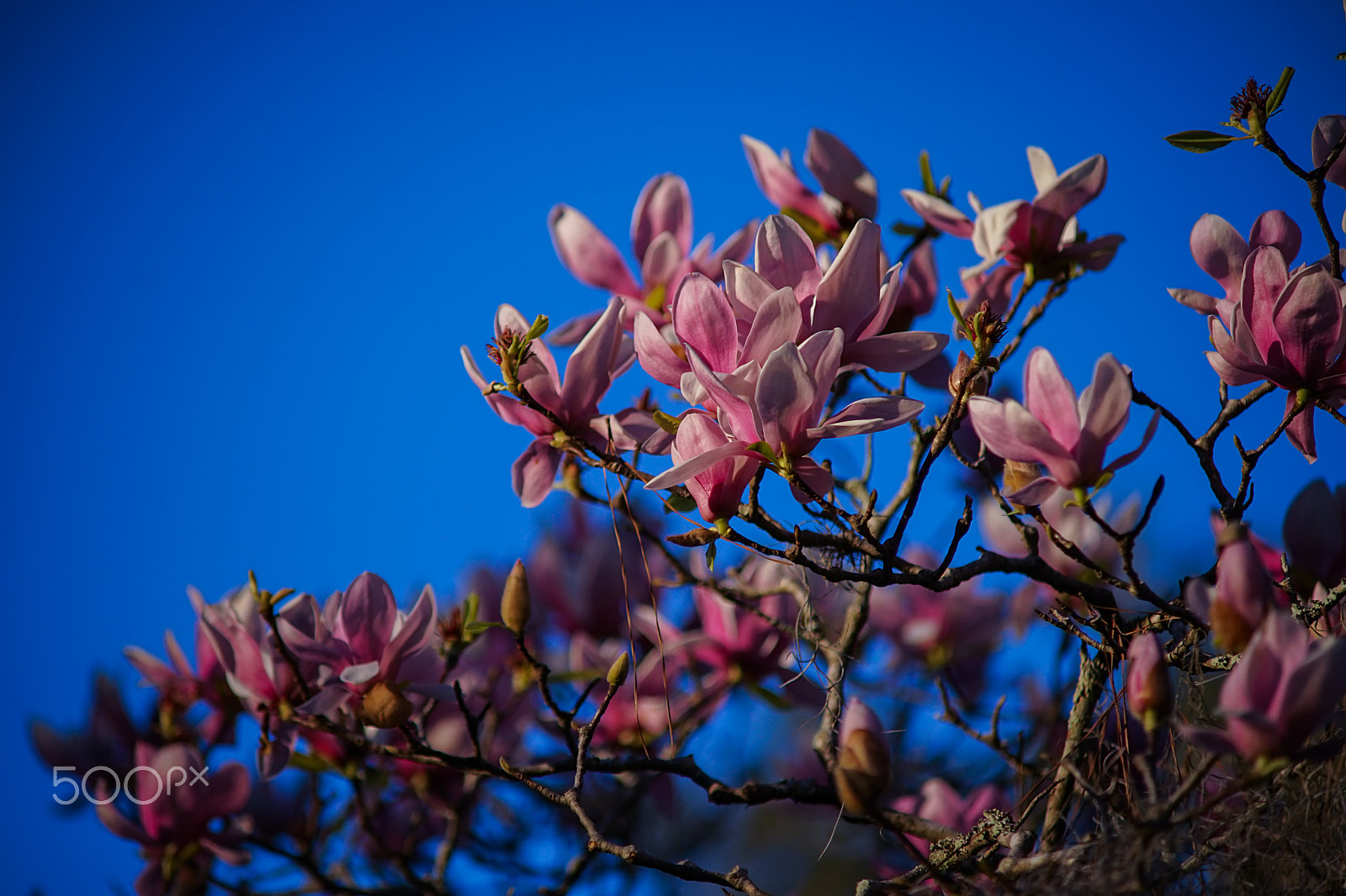 Minolta AF 70-210mm F4 Macro sample photo. Japanese magnolia photography