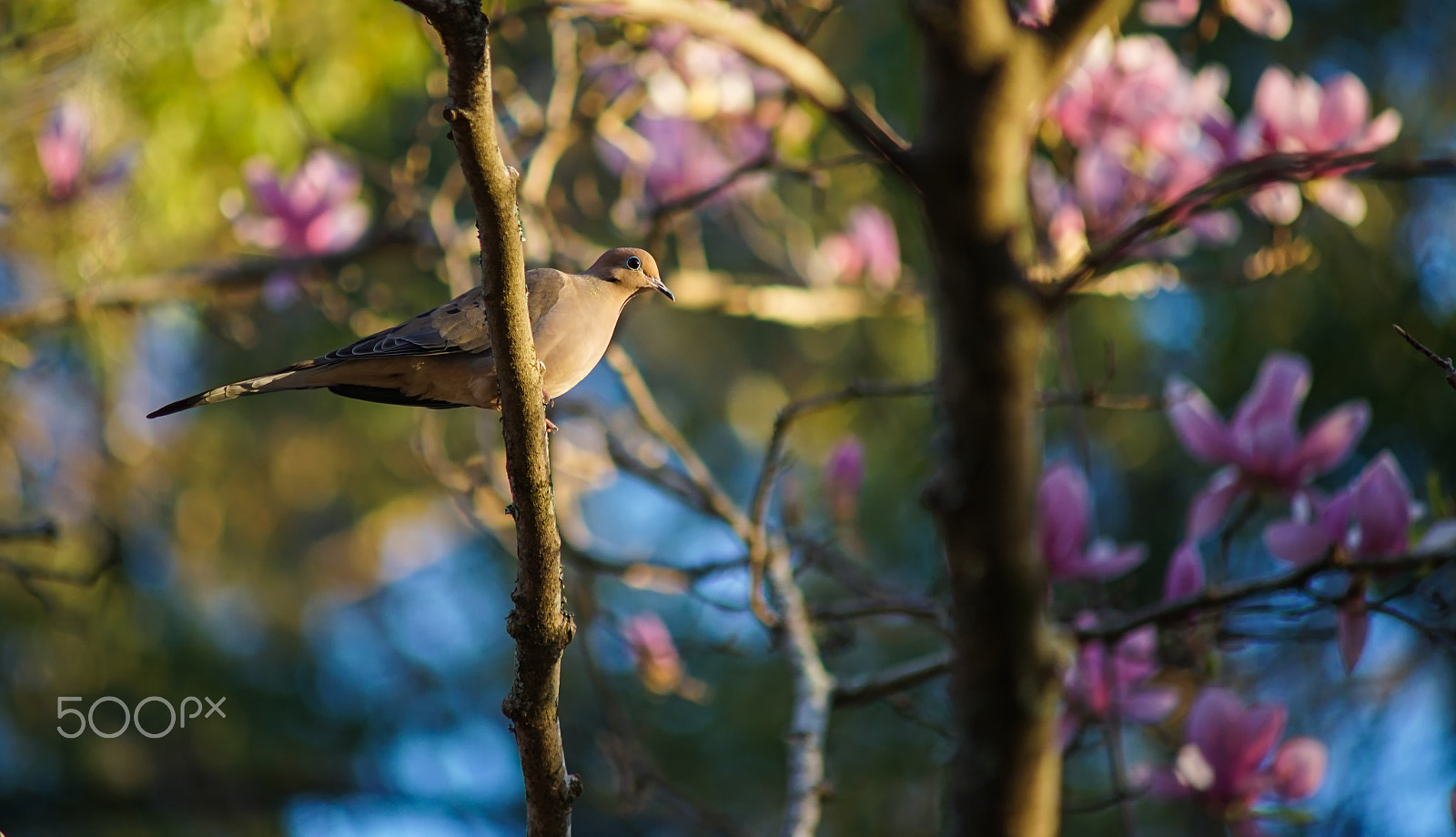 Sony a7 II + Minolta AF 70-210mm F4 Macro sample photo. Bird on a branch photography