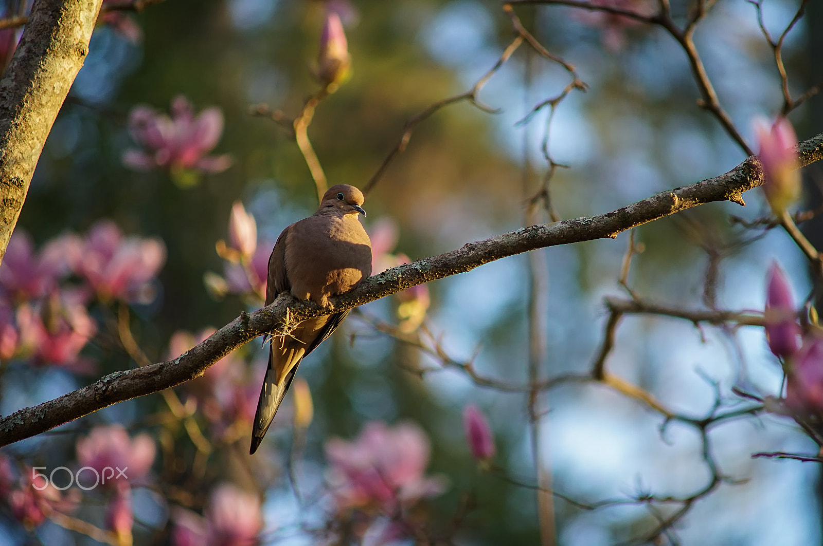 Minolta AF 70-210mm F4 Macro sample photo. Resting bird photography