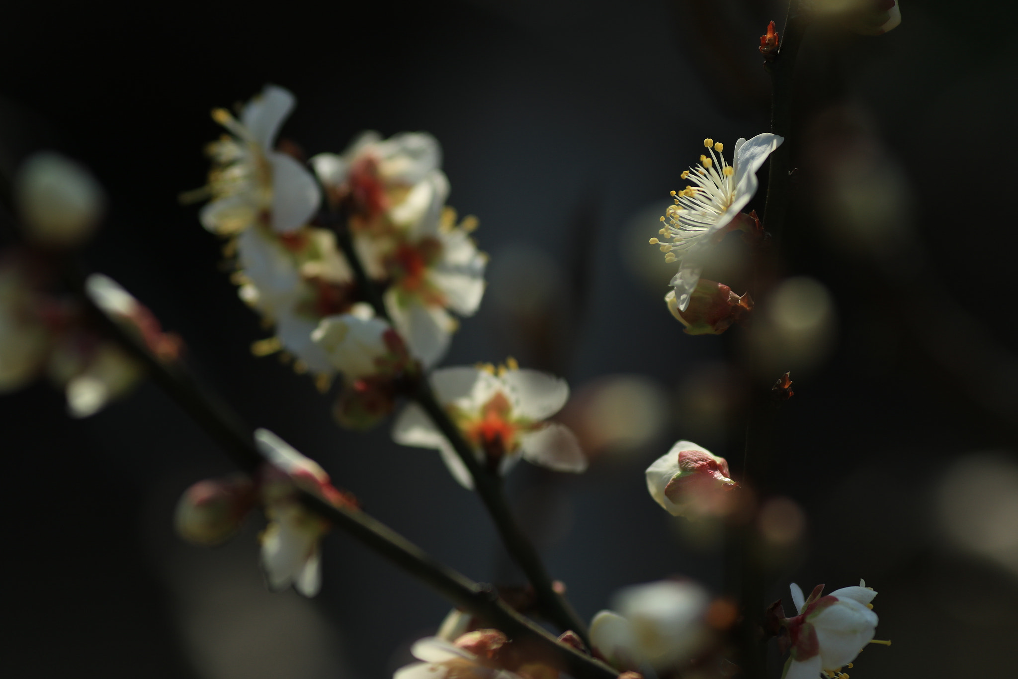 Canon EOS 7D Mark II + Canon EF 135mm F2L USM sample photo