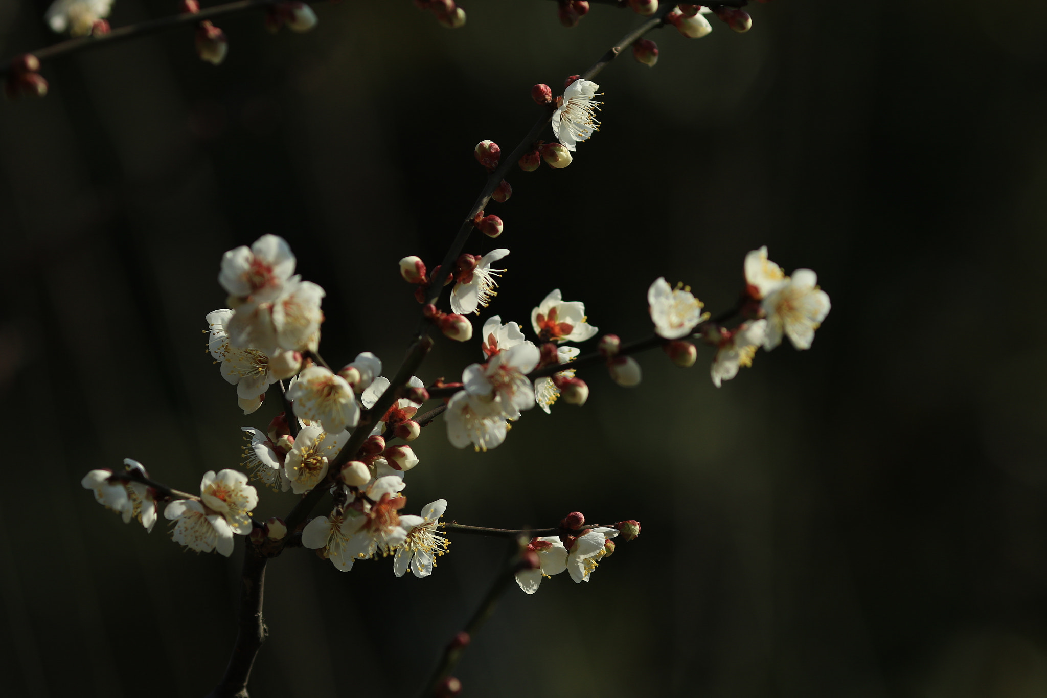 Canon EOS 7D Mark II + Canon EF 135mm F2L USM sample photo