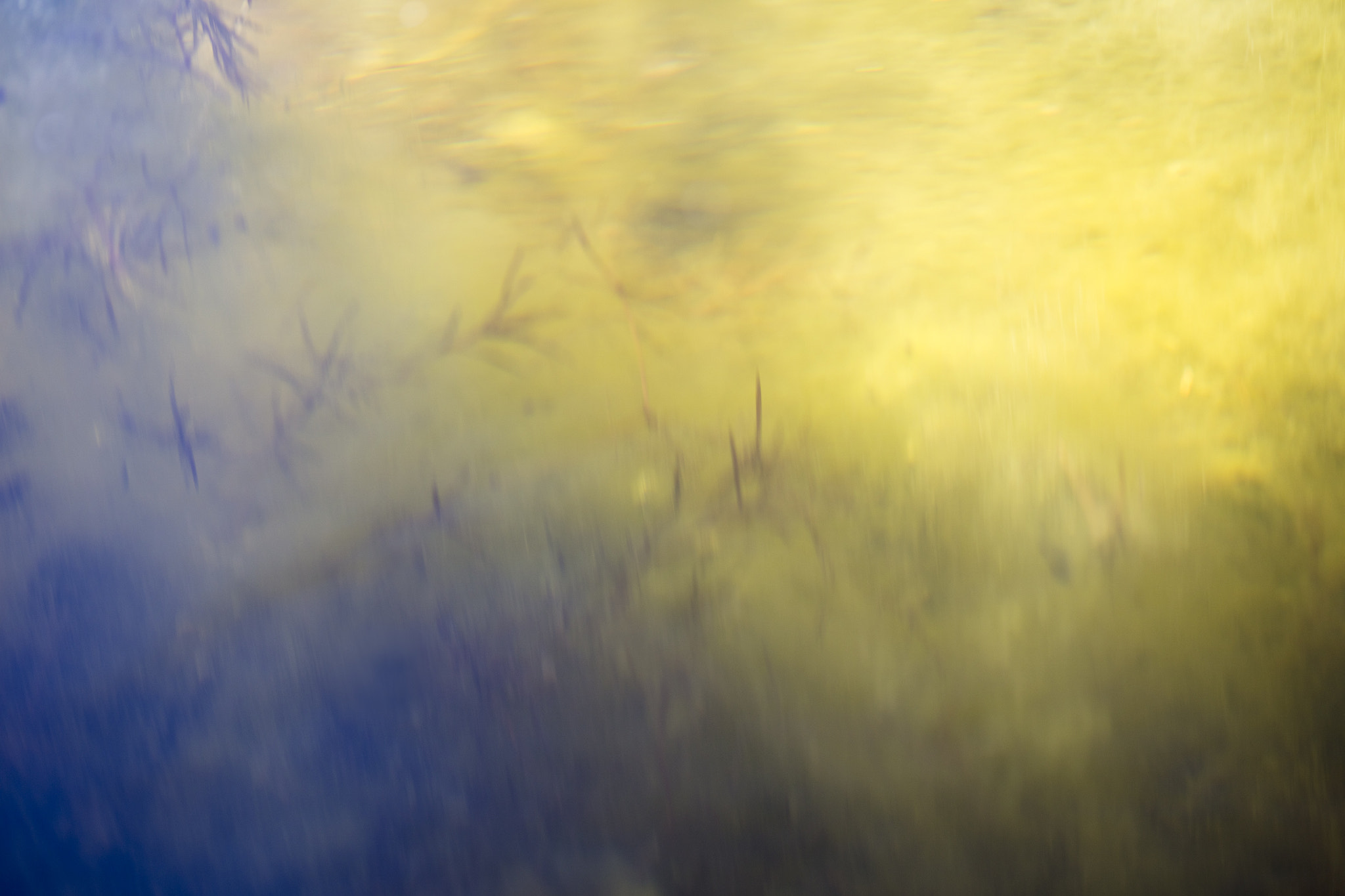 Canon EF 100mm F2.8 Macro USM sample photo. Underwaterstory a photography