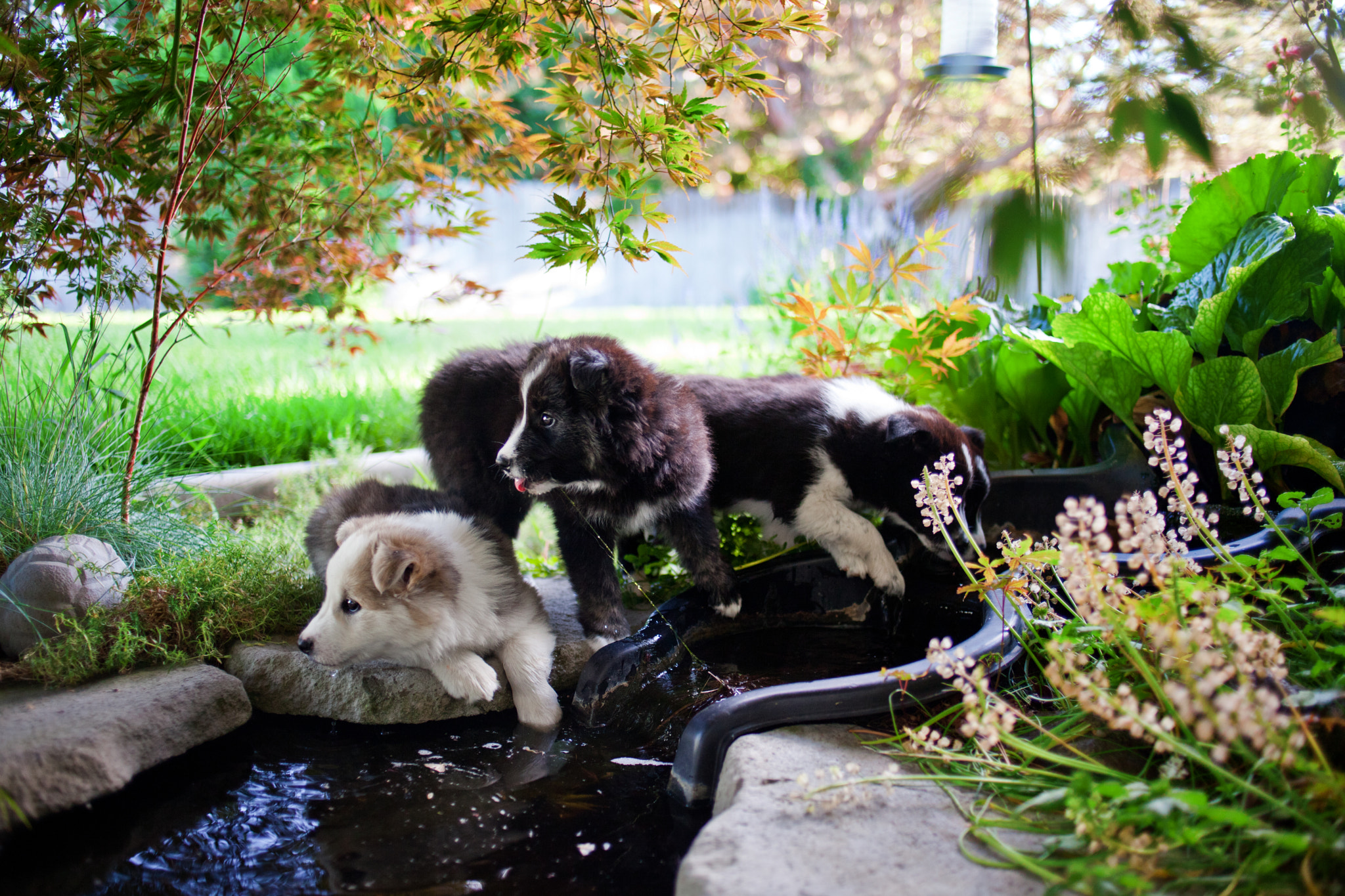 Canon EOS 5D Mark II + Canon EF 35mm F2 sample photo. Puppies photography