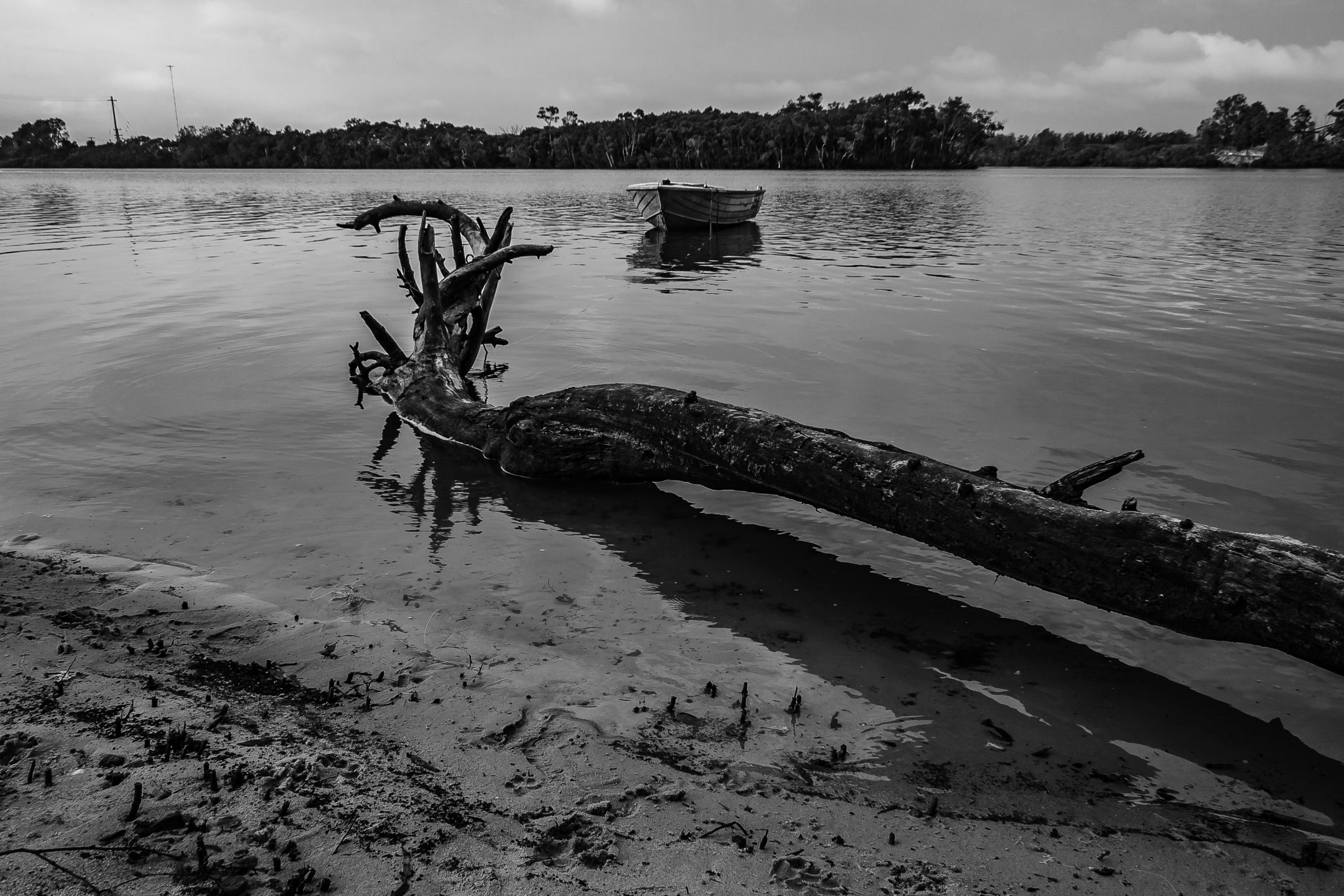 Canon EF-S 18-55mm F3.5-5.6 II sample photo. Tied to a log photography