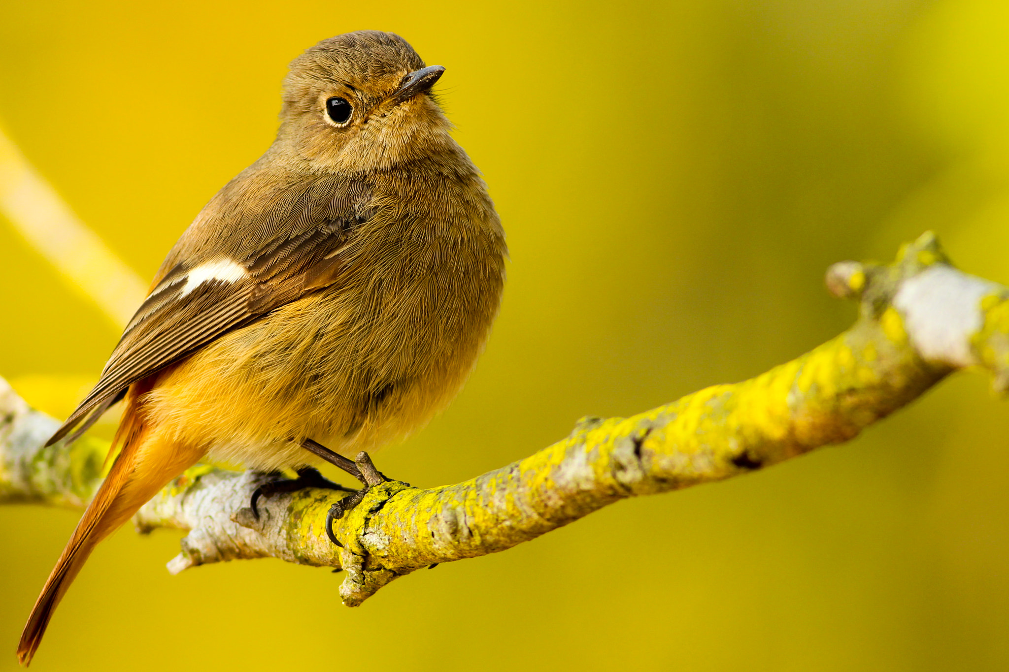 Canon EOS 600D (Rebel EOS T3i / EOS Kiss X5) + Canon EF 400mm F5.6L USM sample photo. Female daurian redstart photography