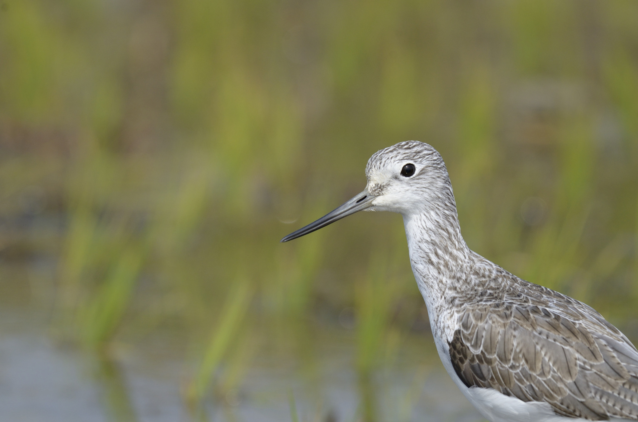 Nikon AF-S Nikkor 200-500mm F5.6E ED VR sample photo. A close-up of common greenshank photography