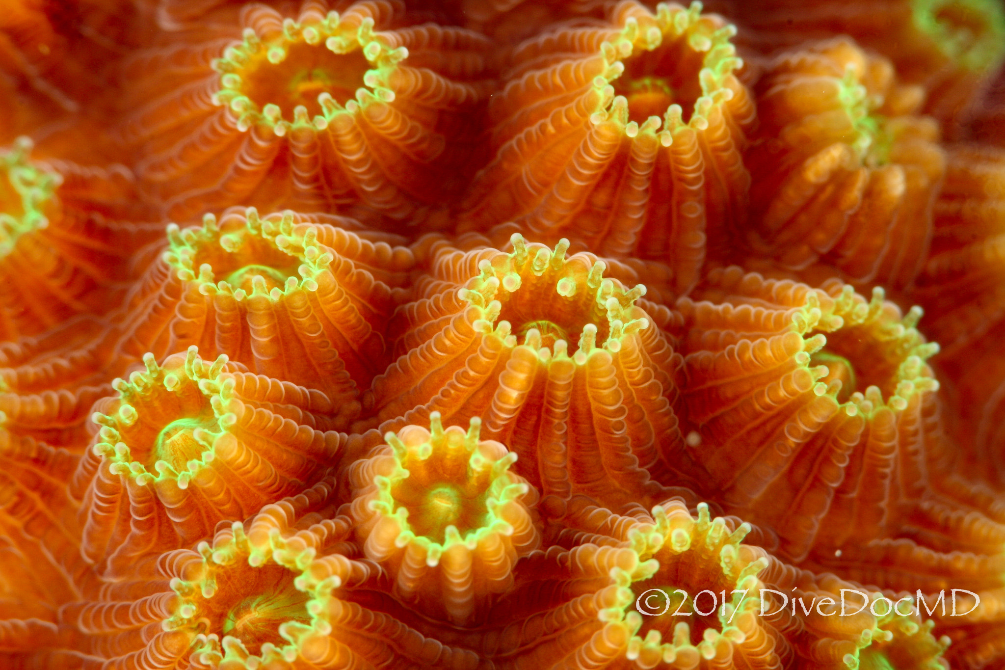 Canon EF 100mm F2.8 Macro USM sample photo. Close up of coral photography