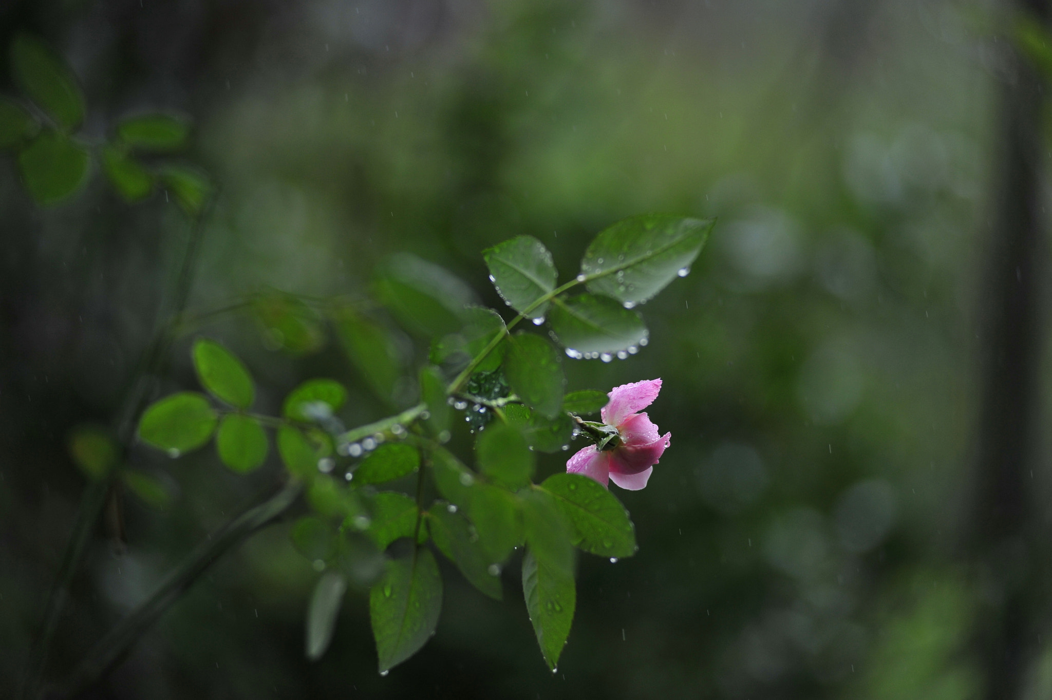 Nikon D3 sample photo. It's raining again photography
