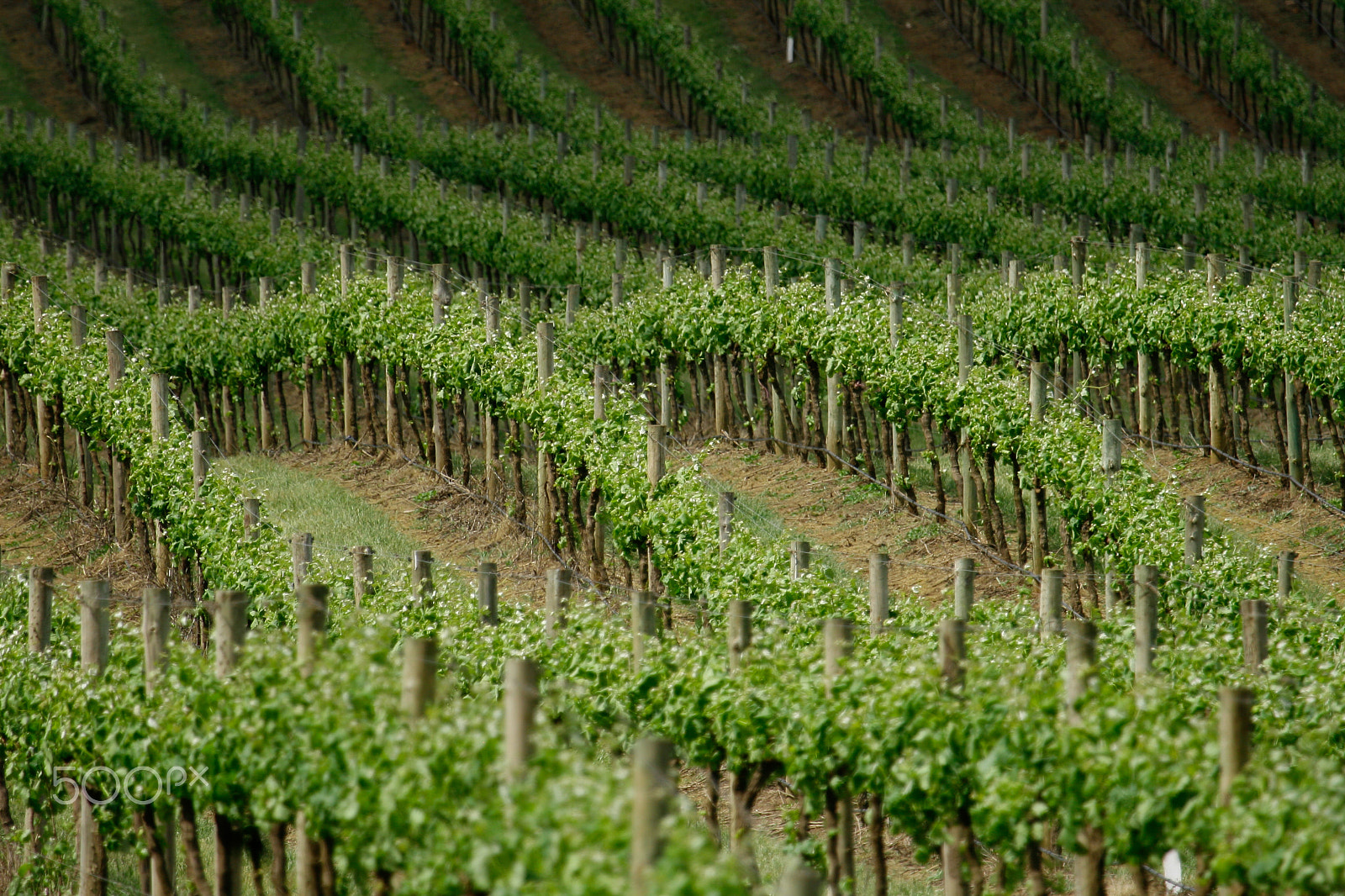 Canon EF 100-400mm F4.5-5.6L IS USM sample photo. Green rows photography