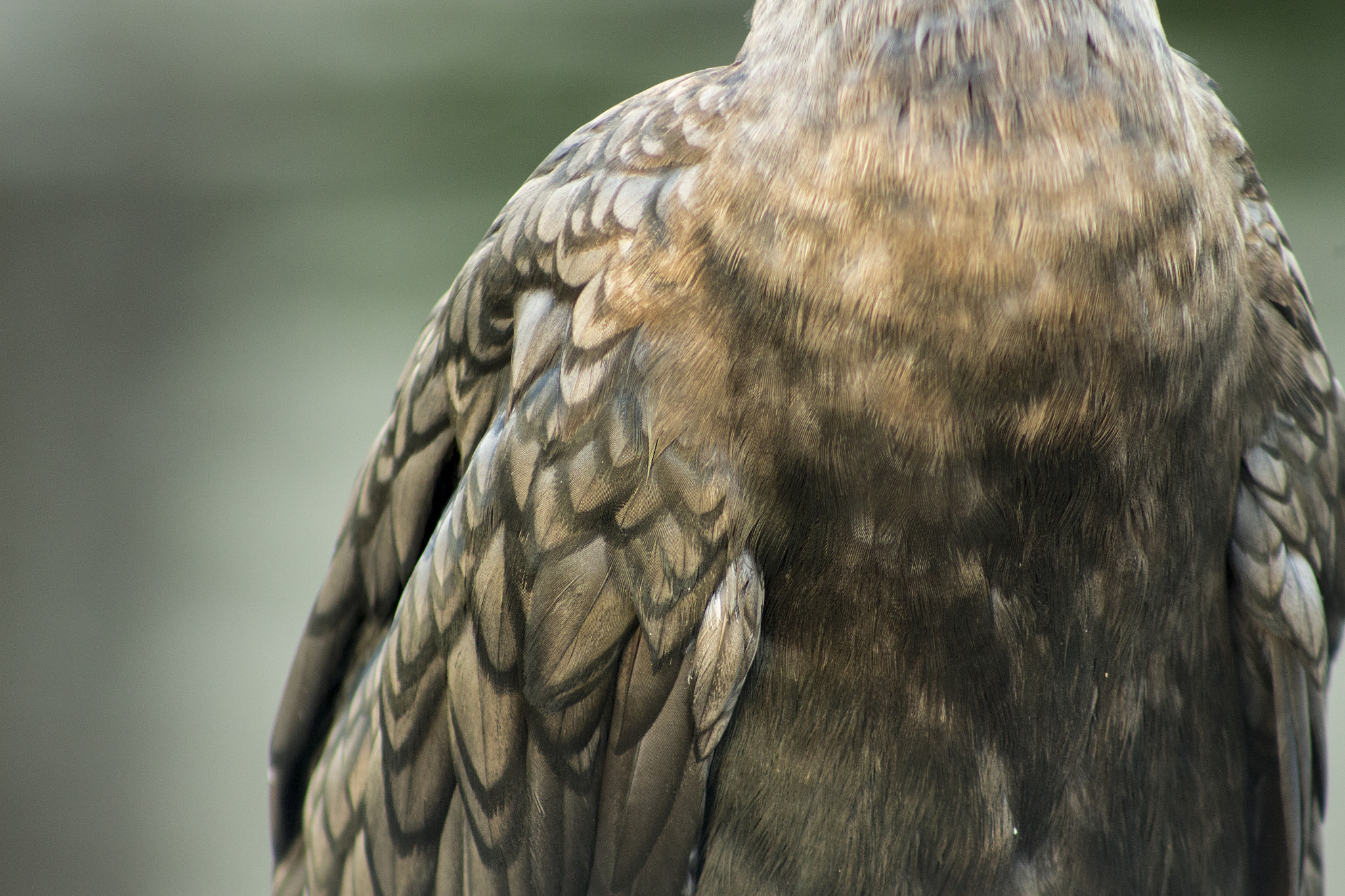 Canon EOS 100D (EOS Rebel SL1 / EOS Kiss X7) sample photo. Feather art photography