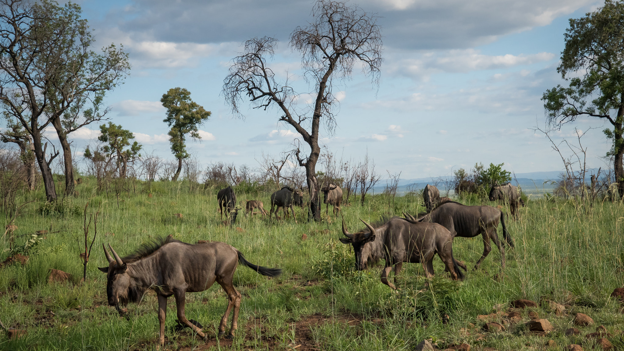 Nikon D810 sample photo. Blue wildebeests photography