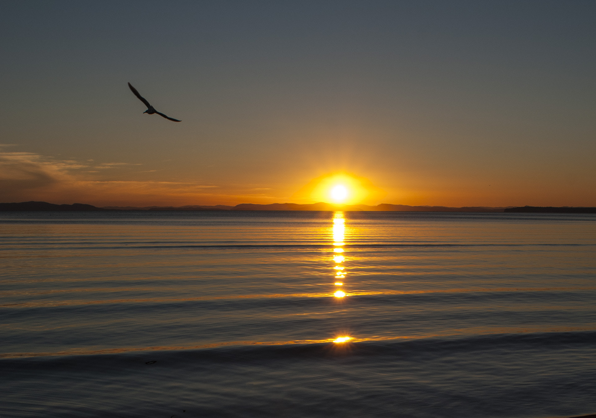 Nikon D80 + Nikon AF Nikkor 24mm F2.8D sample photo. Bird sunset photography