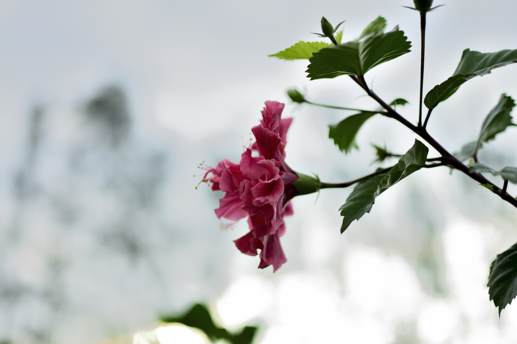 Nikon D3400 + Nikon AF-S DX Nikkor 35mm F1.8G sample photo. Perfil rosa photography