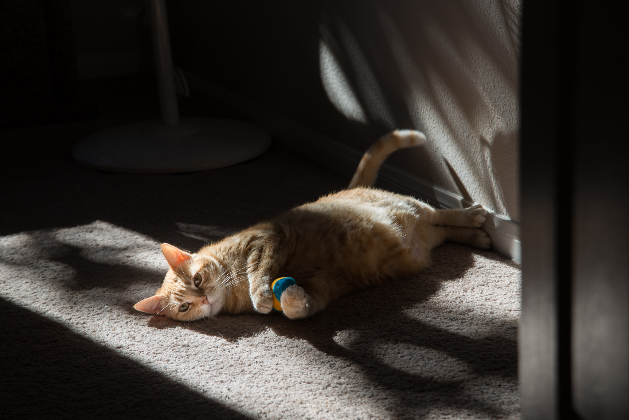 Nikon AF Nikkor 24-85mm F2.8-4D IF sample photo. Cat pi pi photography