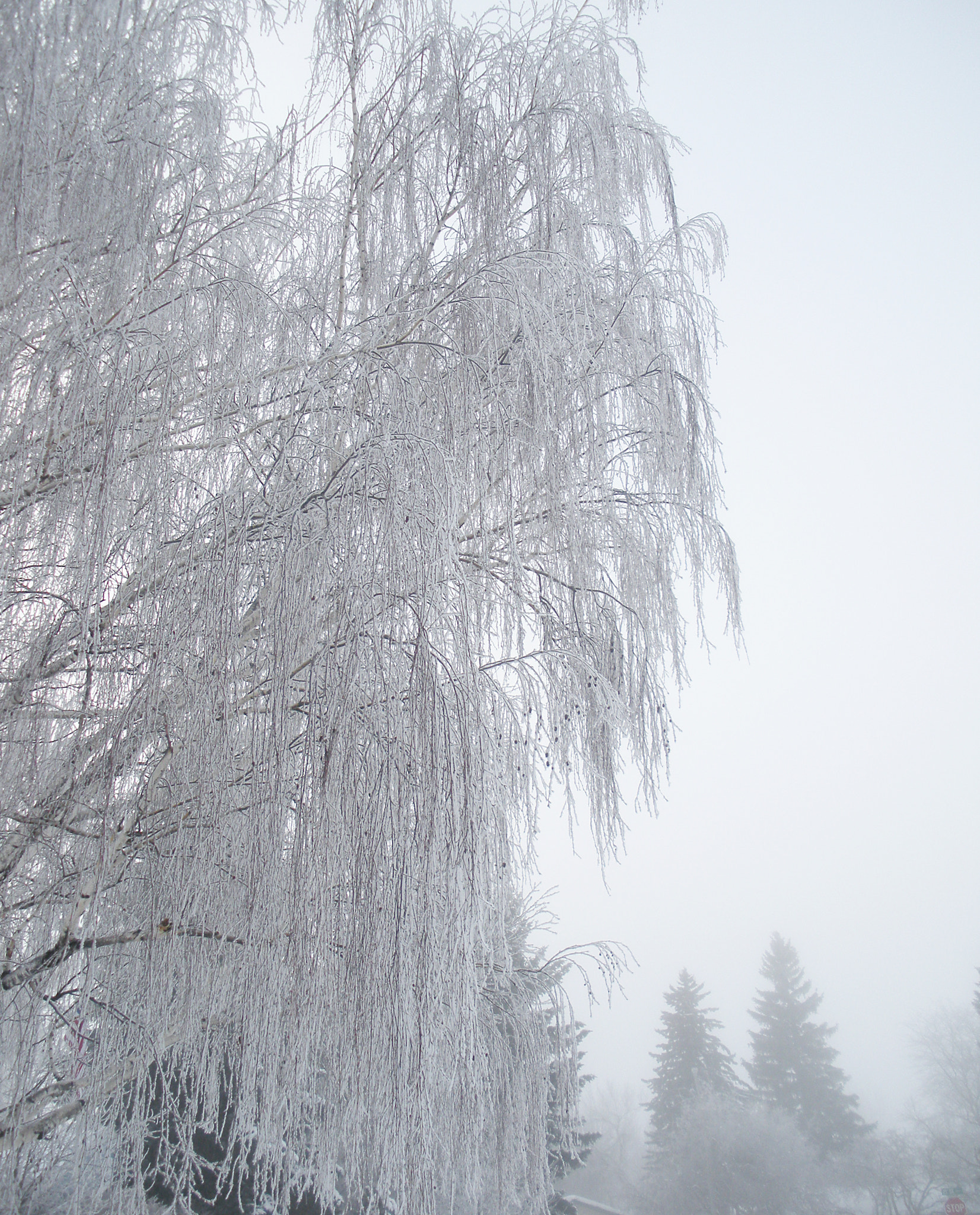 Nikon Coolpix S550 sample photo. Frosty willow. photography