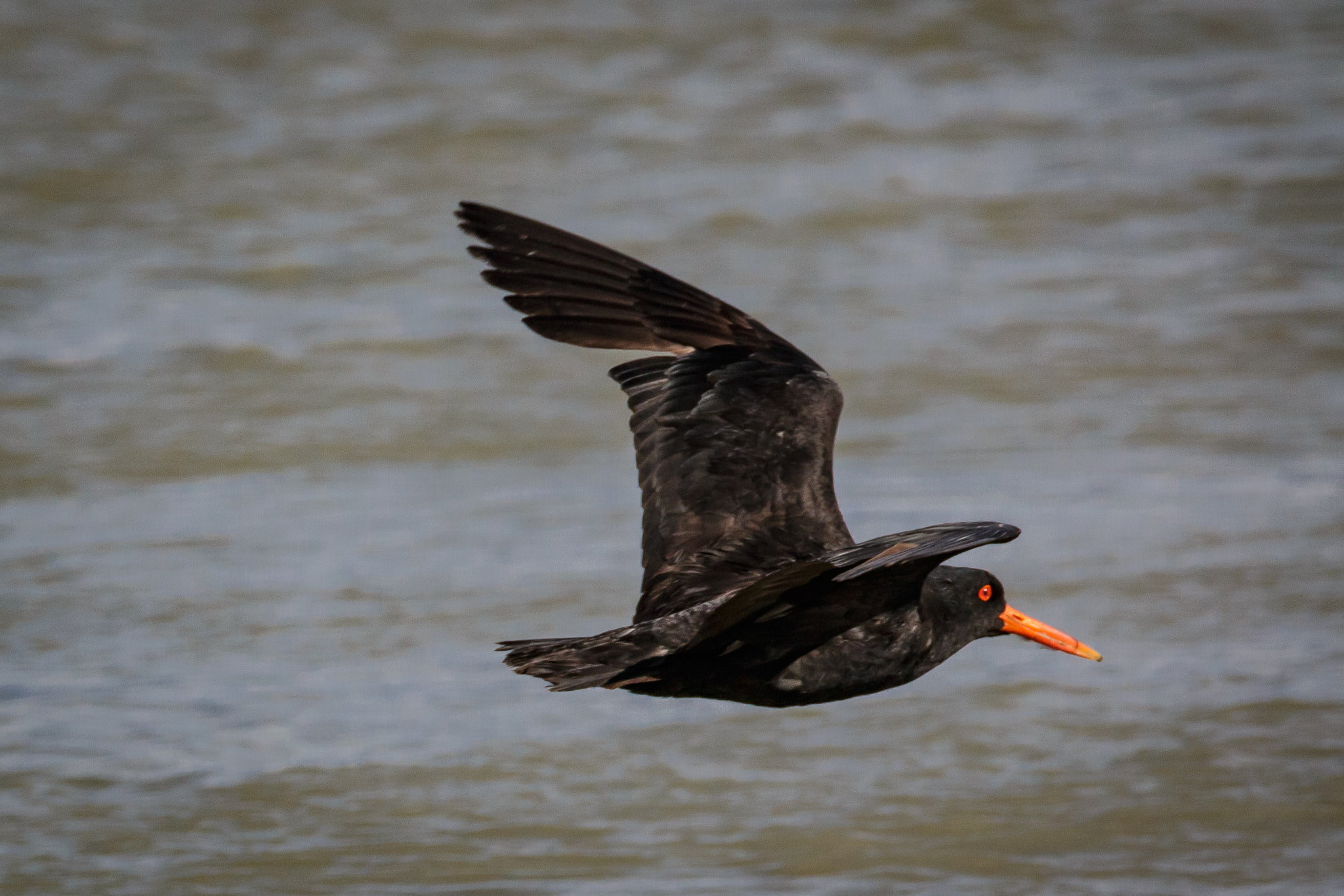 Sigma 150-600mm F5-6.3 DG OS HSM | C sample photo. Black oystercatcher (tōrea pango) in flight photography