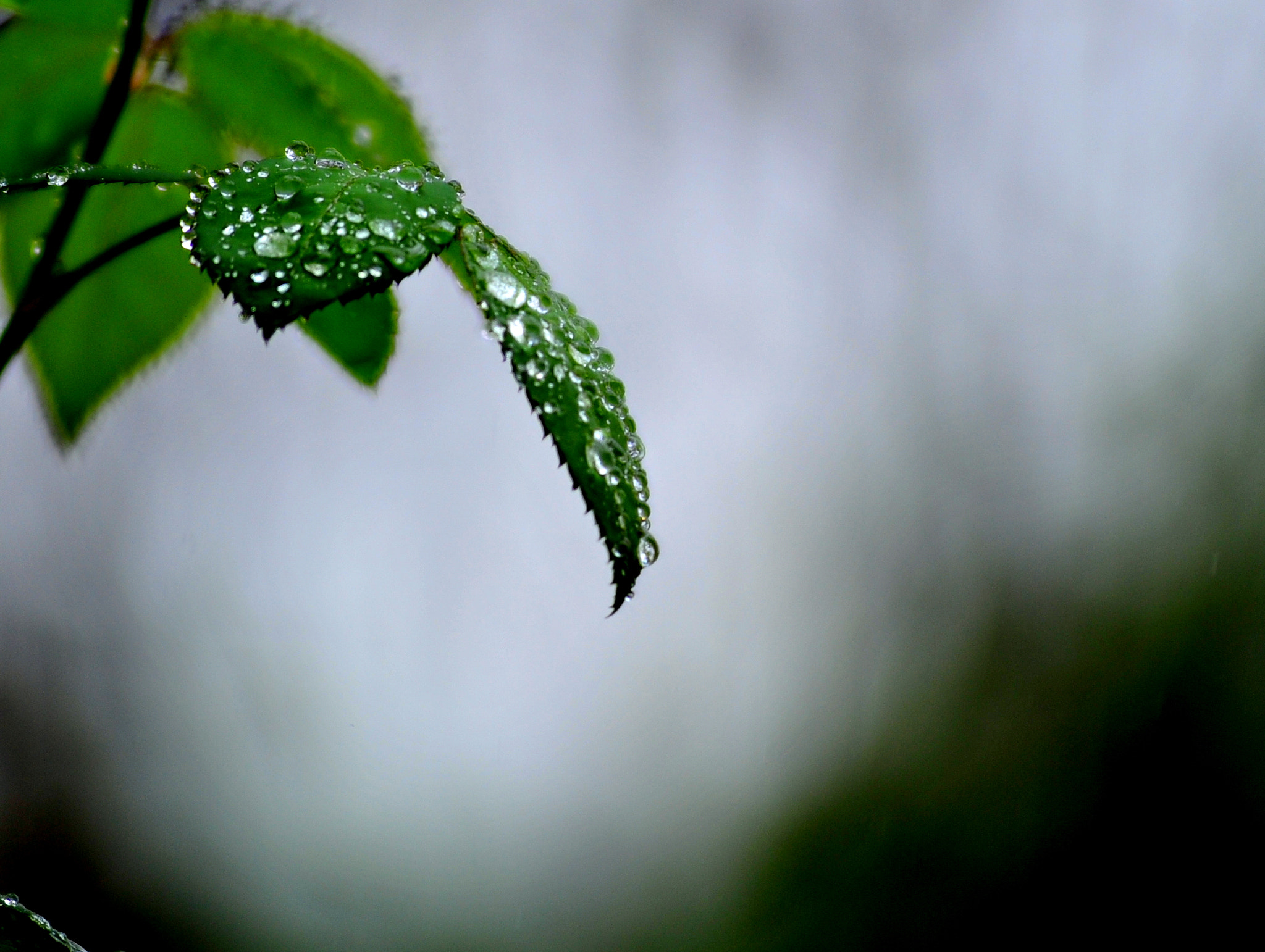Nikon AF-Nikkor 80-200mm F2.8D ED sample photo. Leave & drops photography