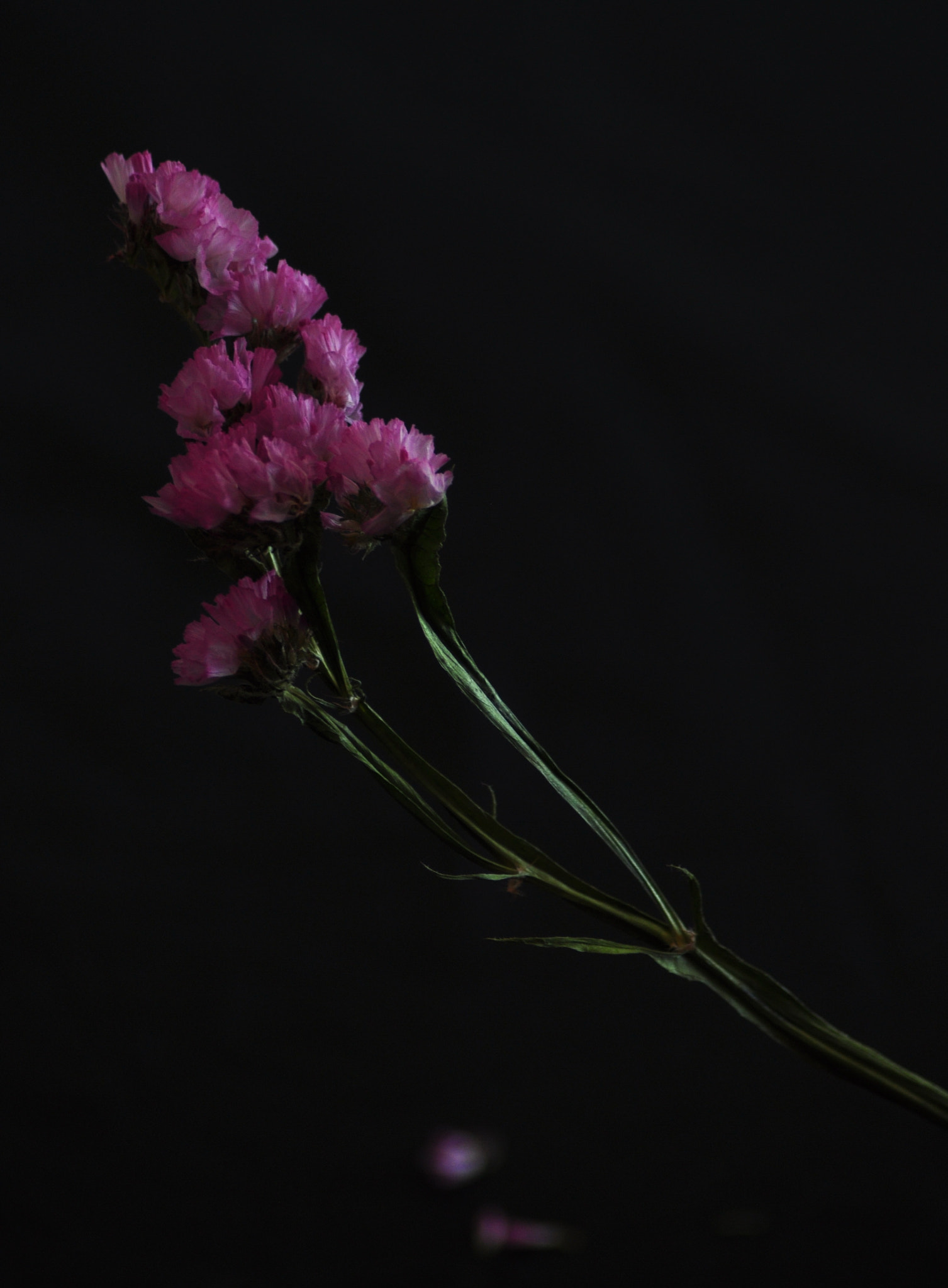 Nikon AF Nikkor 70-300mm F4-5.6G sample photo