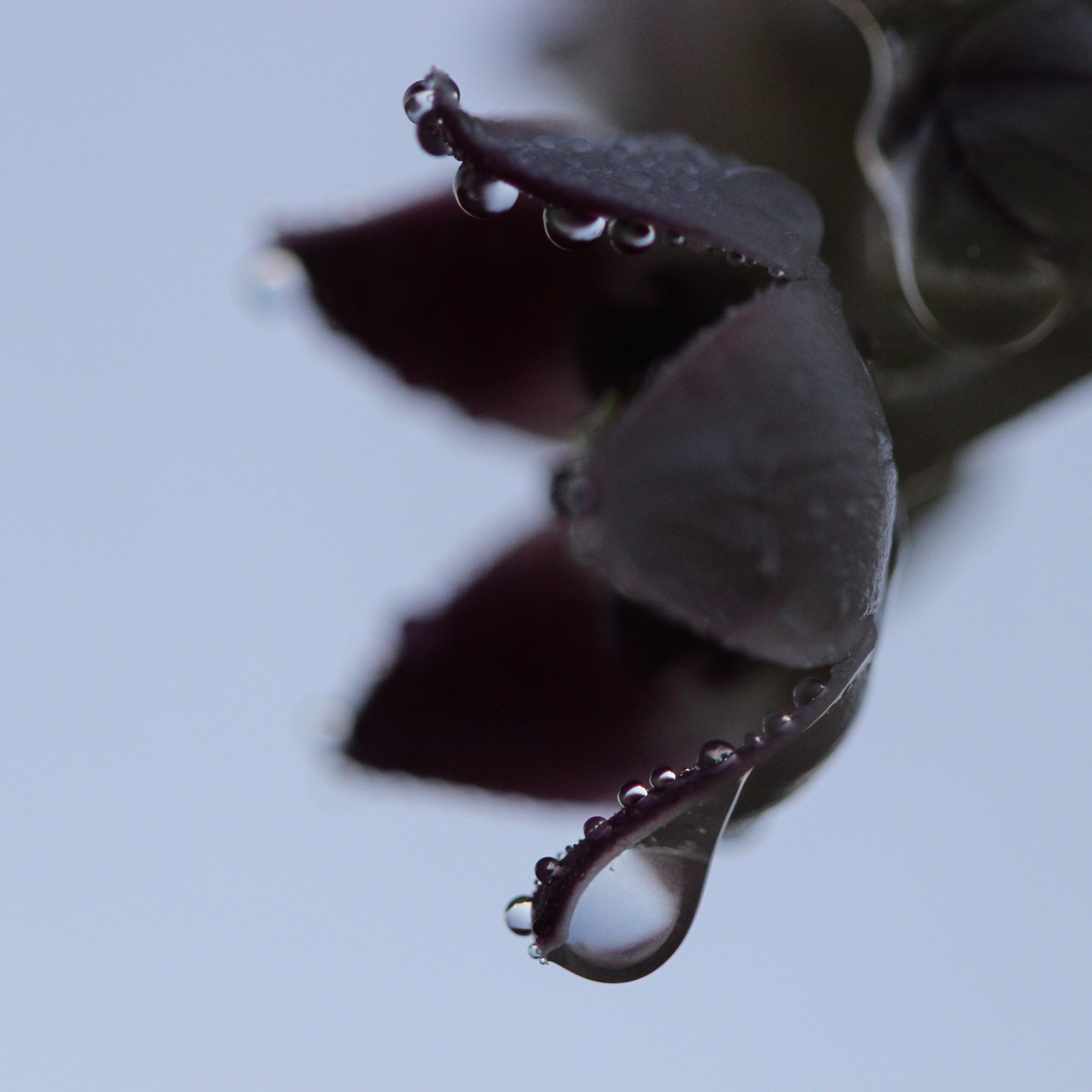 Canon EF 100mm F2.8 Macro USM sample photo