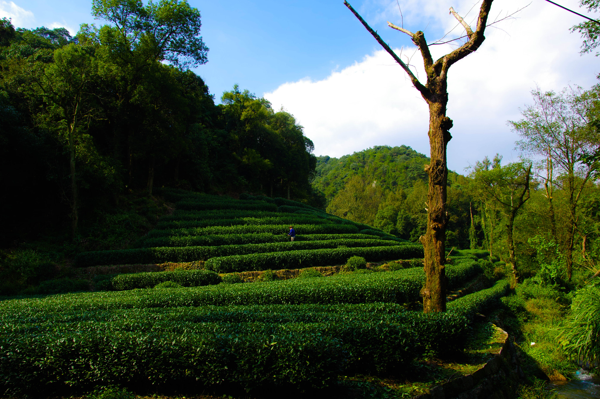 Pentax K-3 II sample photo. Tea plantation photography