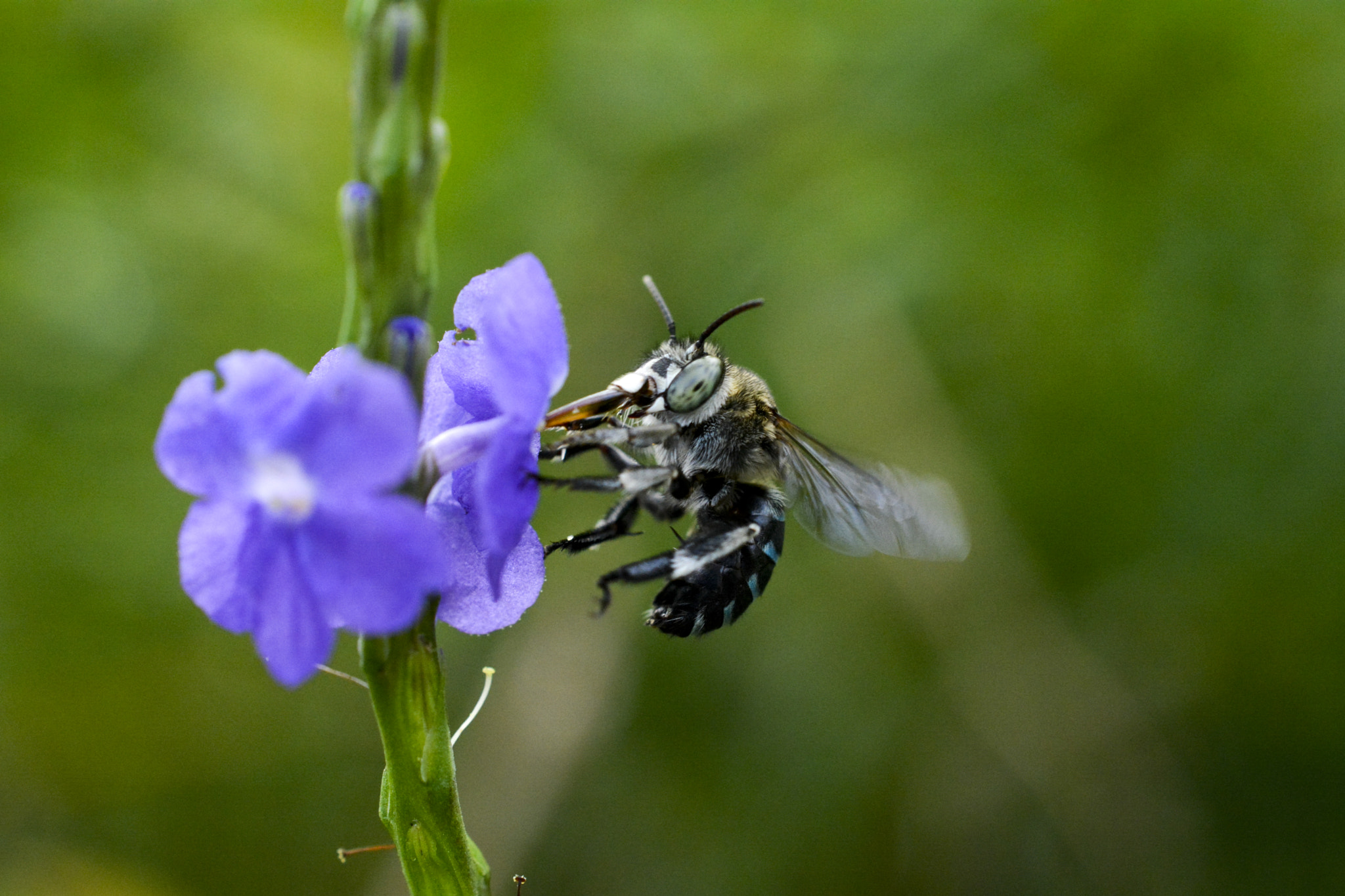 Nikon AF-S DX Micro Nikkor 40mm F2.8 sample photo. About bee....  photography