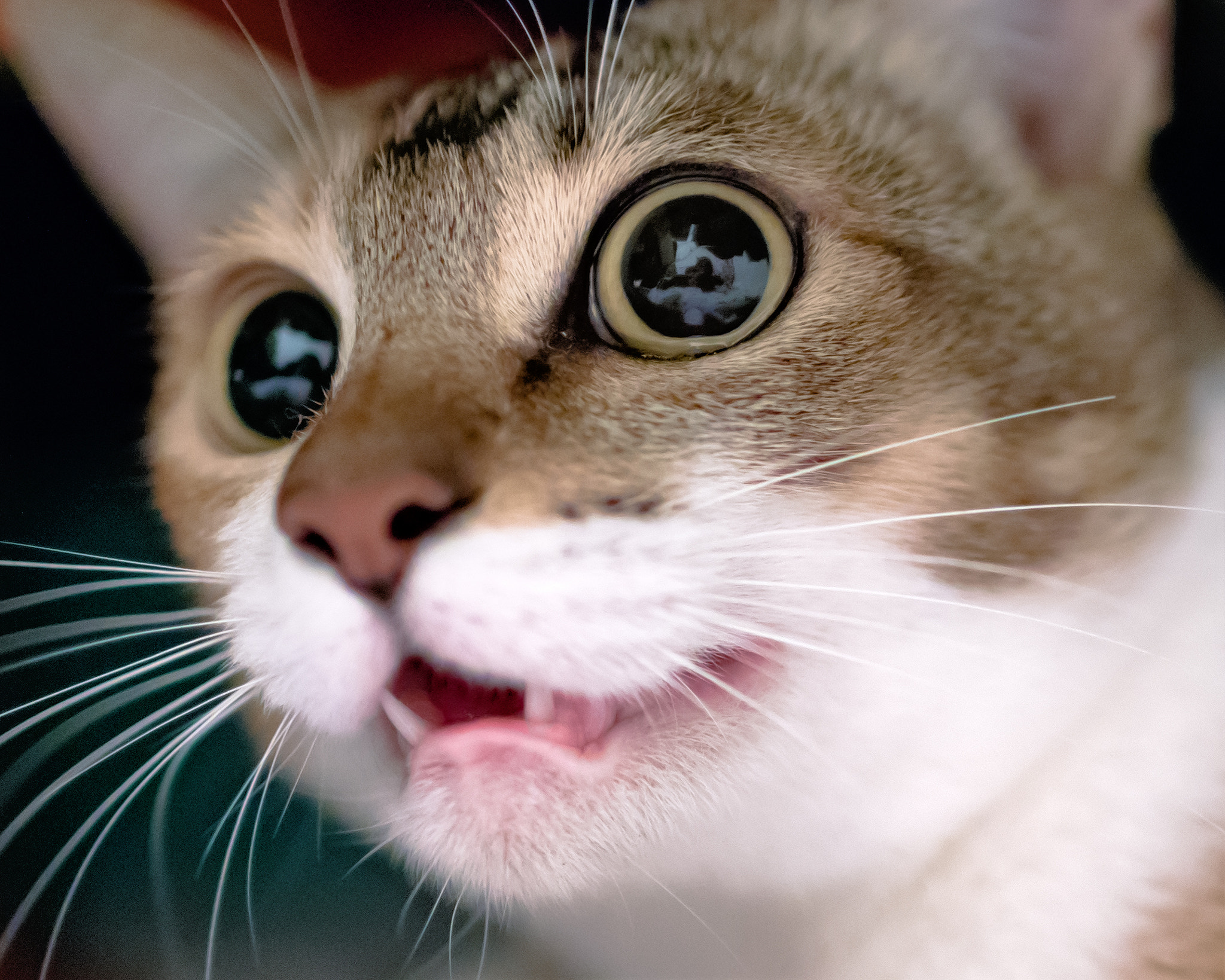 Canon EF 35mm F1.4L USM sample photo. What?! seriously? photography