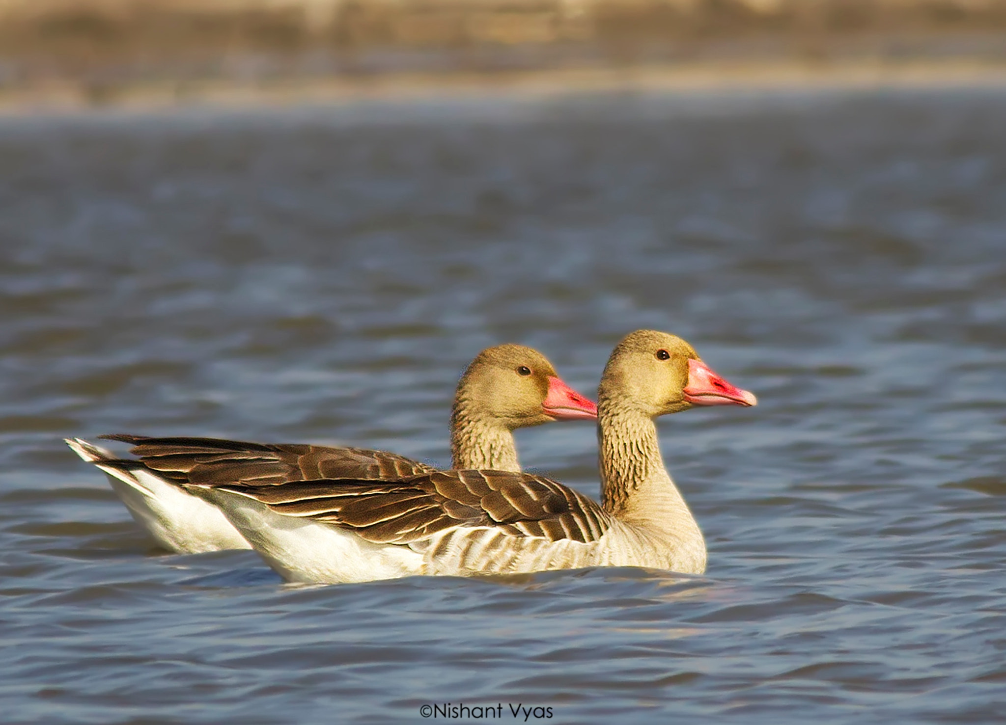 Sigma 150-500mm F5-6.3 DG OS HSM sample photo. Grey leg photography