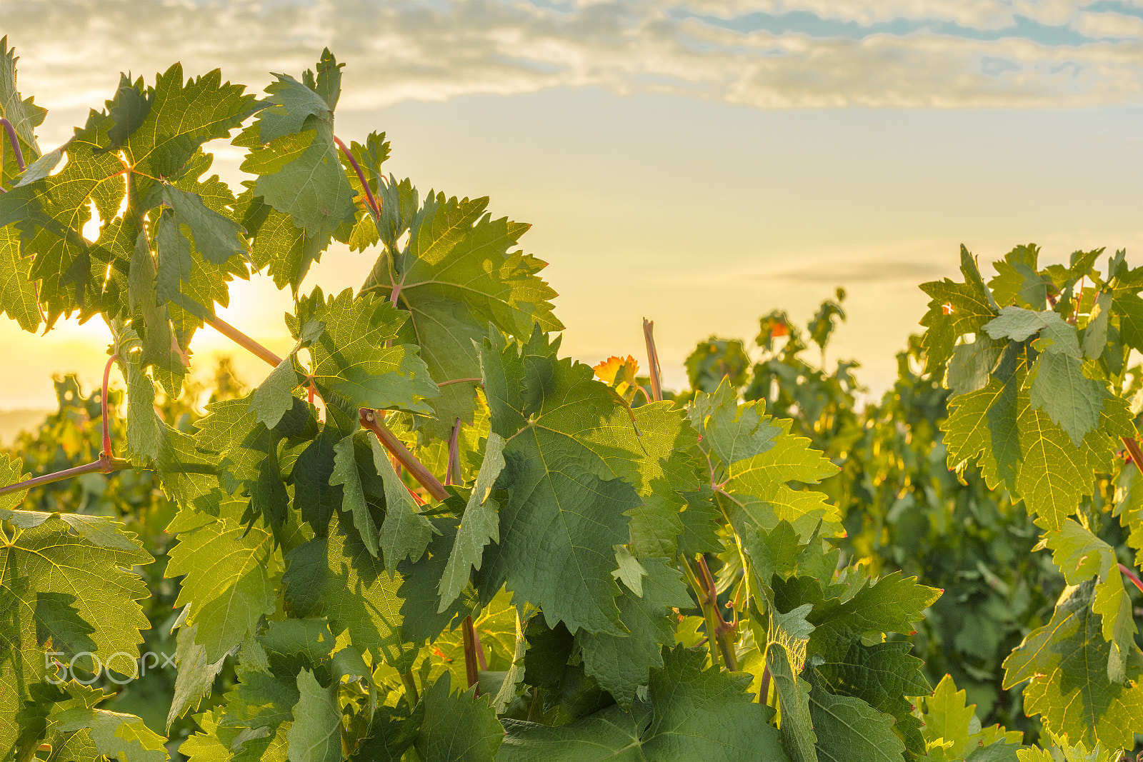 Canon EOS 5DS R sample photo. Photo of sun rising above vineyard photography