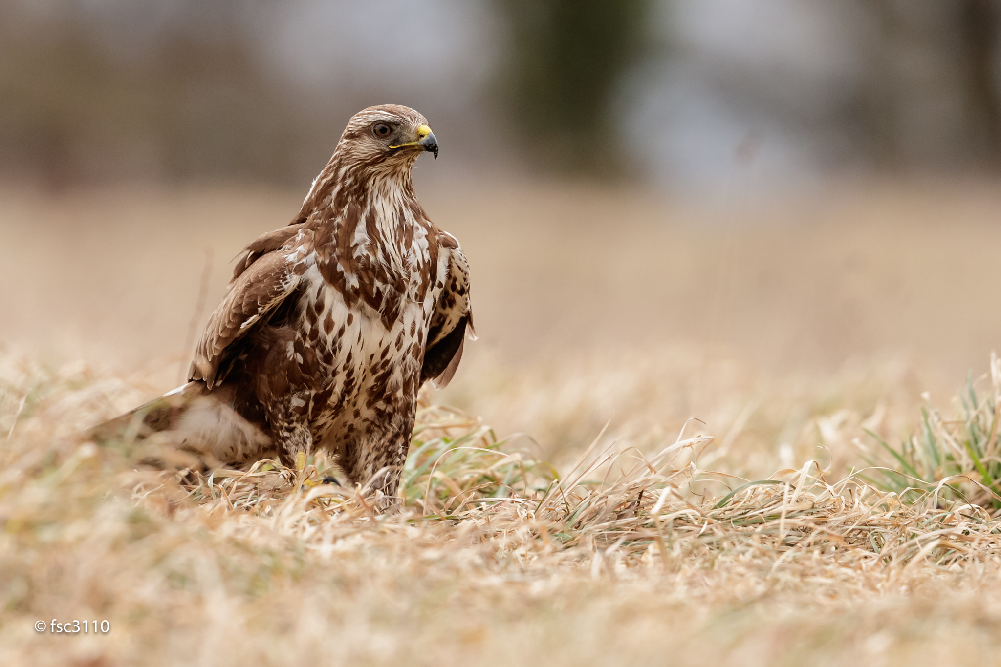 Canon EF 500mm F4L IS II USM sample photo. Common buzzard photography
