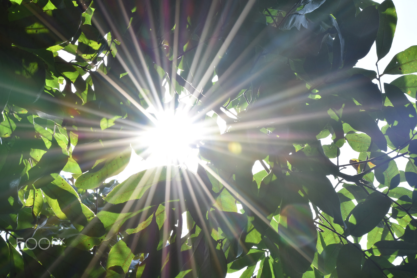 Nikon D5500 sample photo. 光 photography