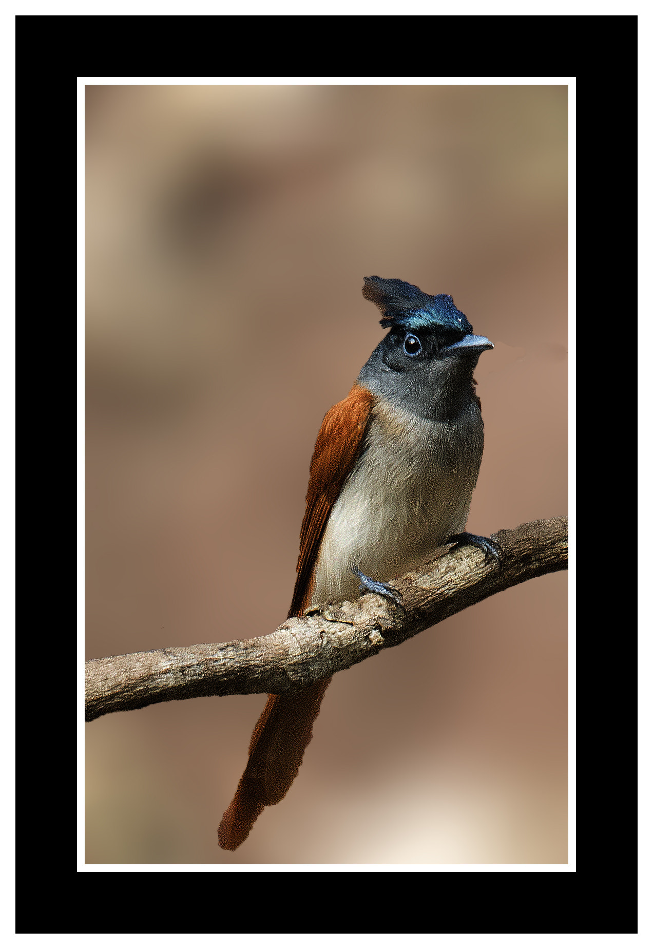 Nikon Nikkor AF-S 300mm F4E PF ED VR sample photo. Beautiful bird photography