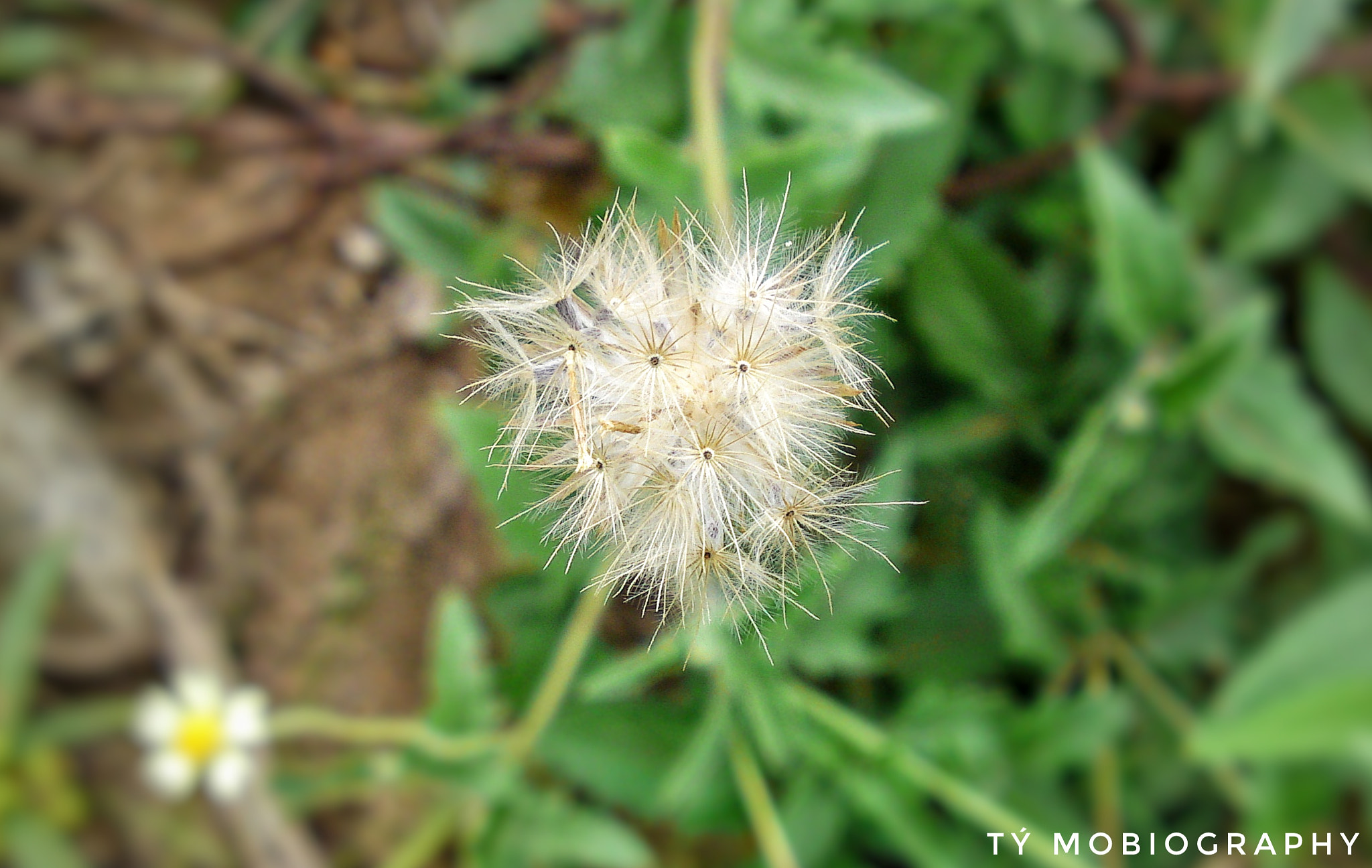 Sony Ericsson U1i sample photo. Between... photography