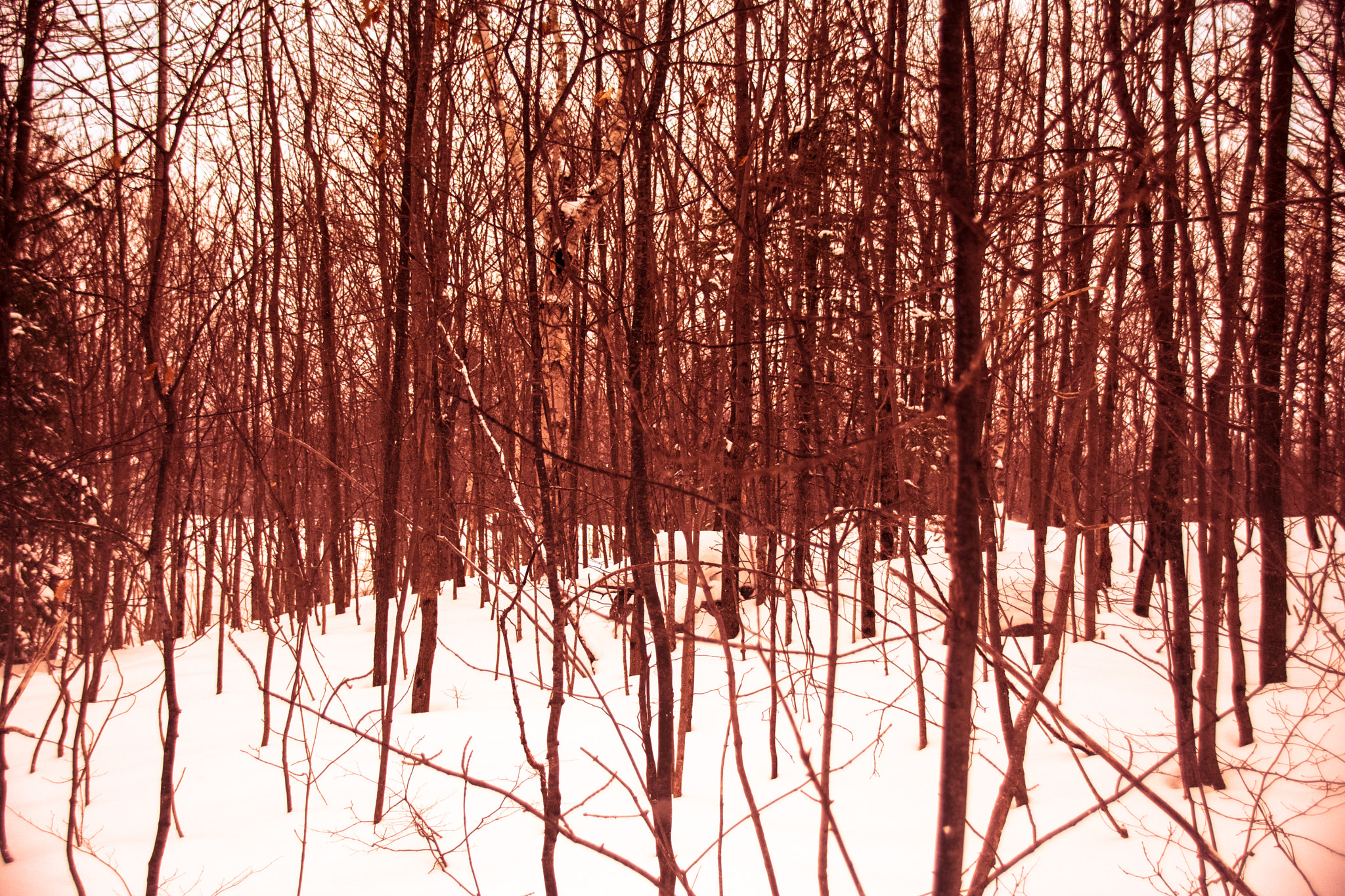Sigma 18-250mm F3.5-6.3 DC Macro OS HSM sample photo. Winter woods photography